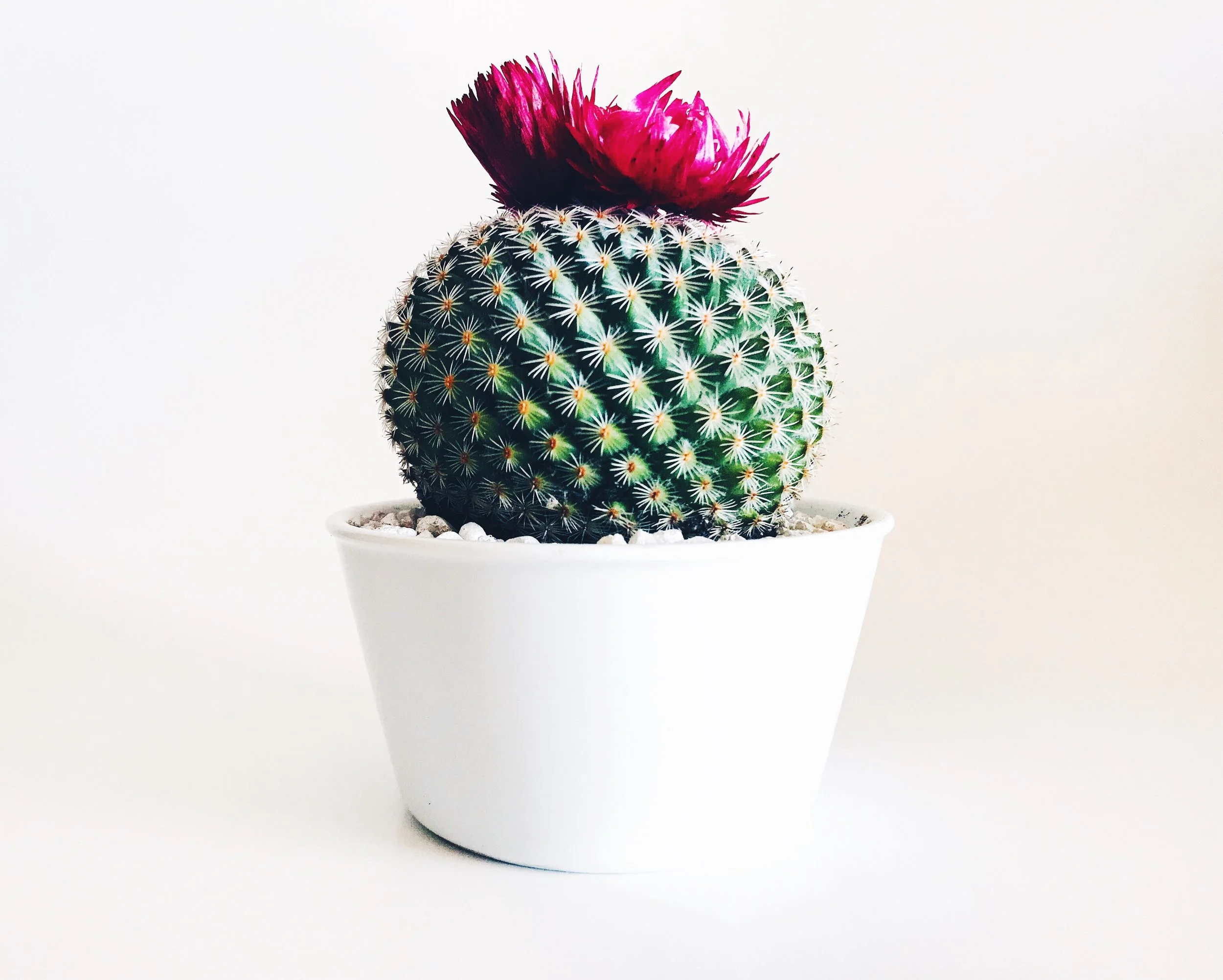 25th Annual Mount Dora Plant and Garden Fair