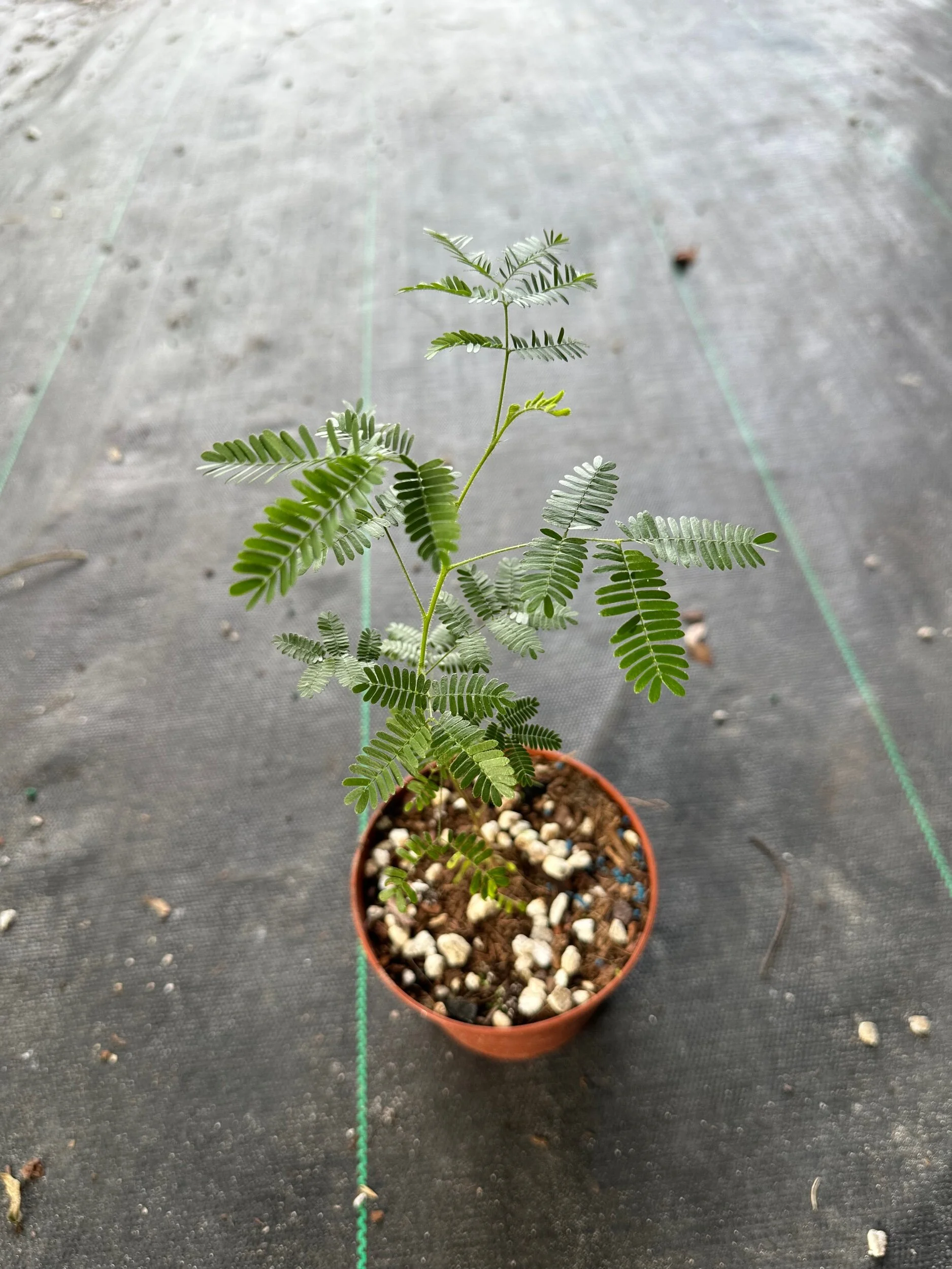 C9A6722C-FBAB-4E7D-A361-5BF894D66BCA