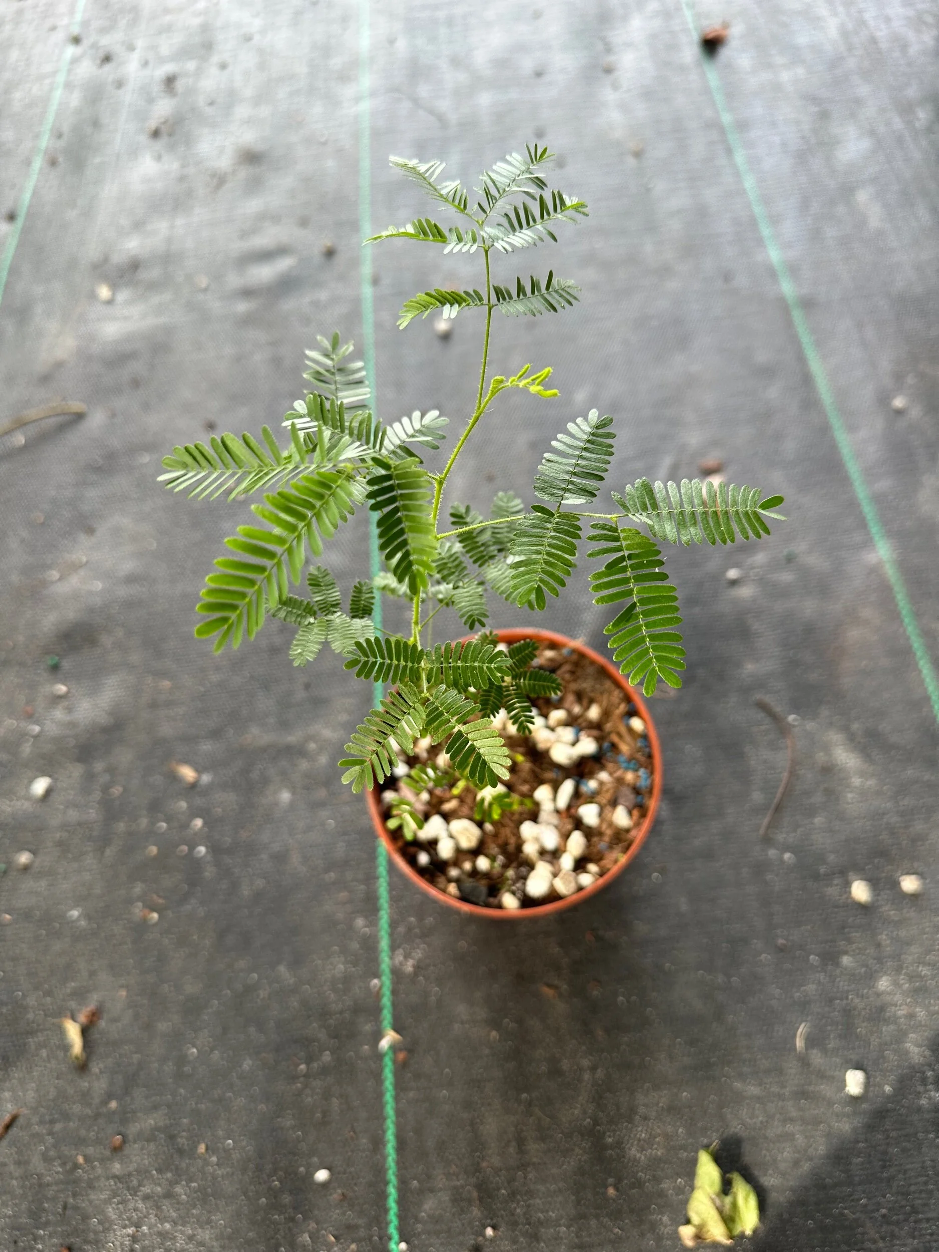 5D323F52-510F-44A5-AC2F-91814148A06B