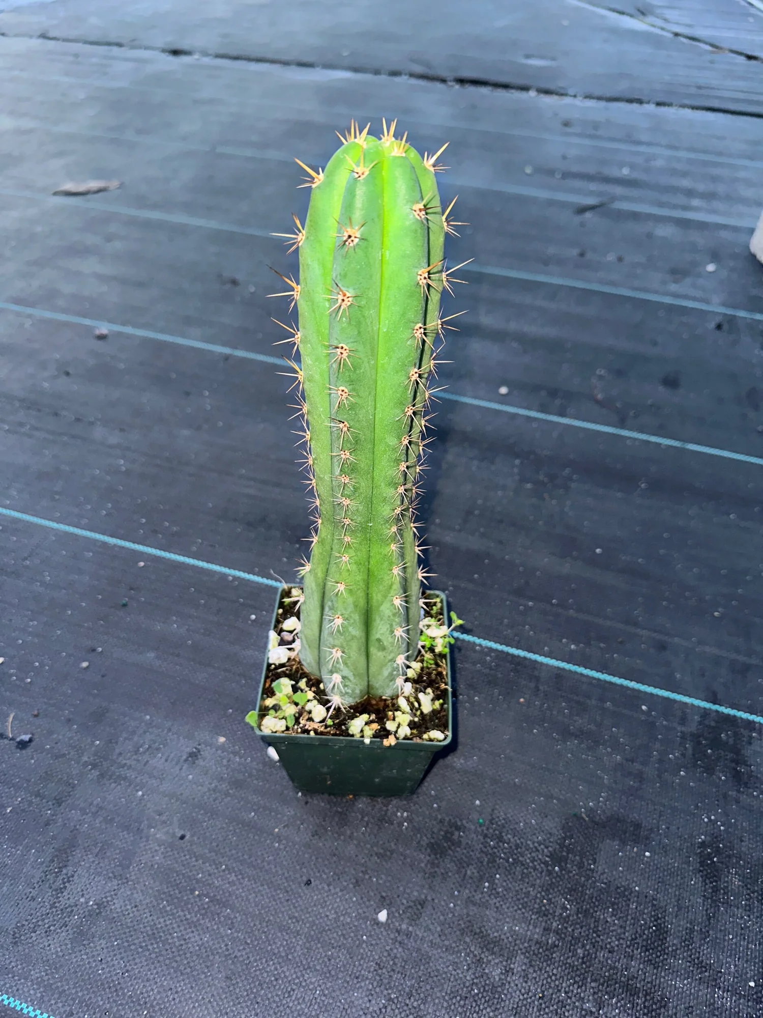 Trichocereus Peruvian torch  get this exact plant !  Cactus & Exotics