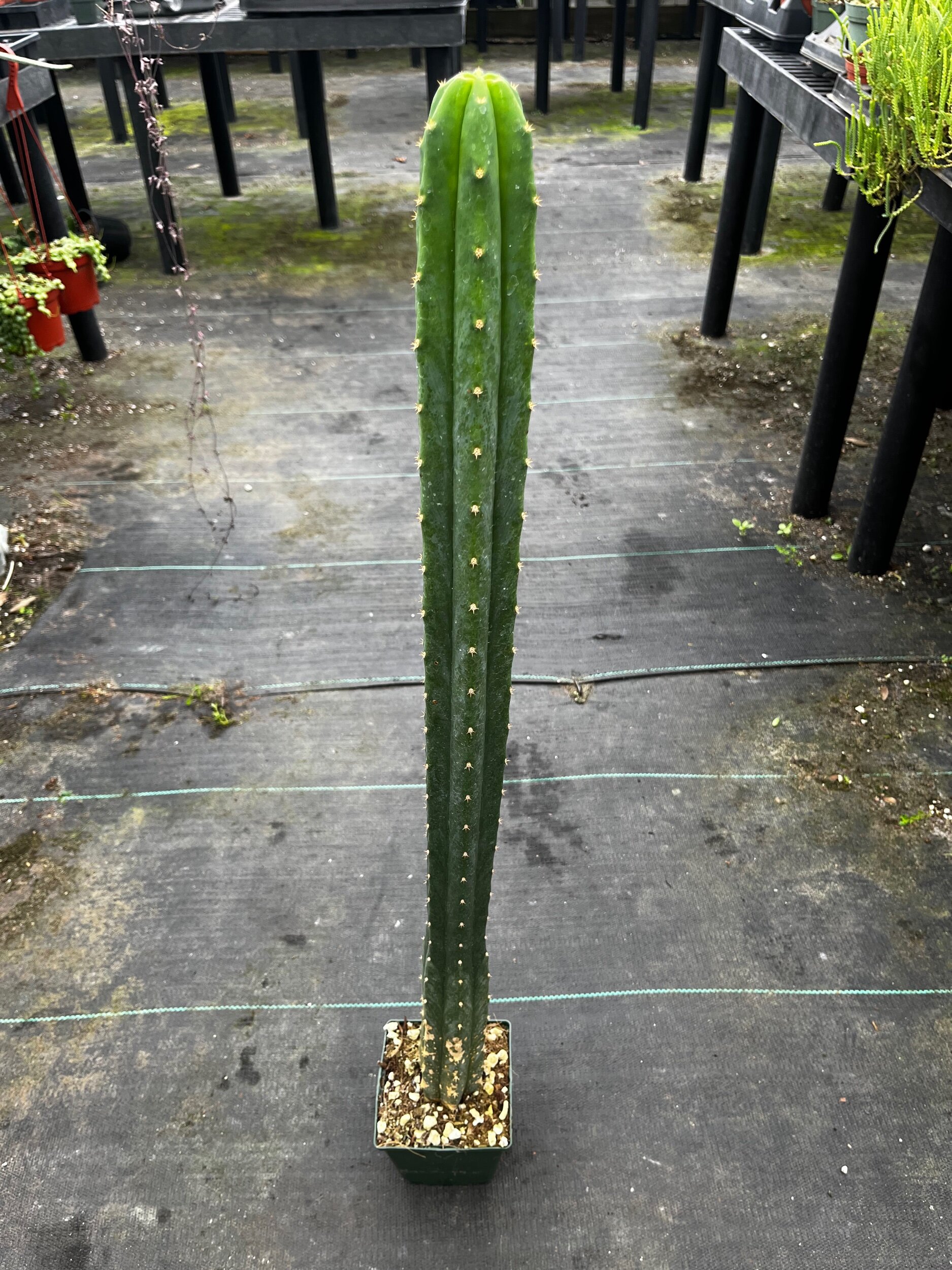 FF69E8B2-74BA-4FEE-B7BE-45F70B50F753