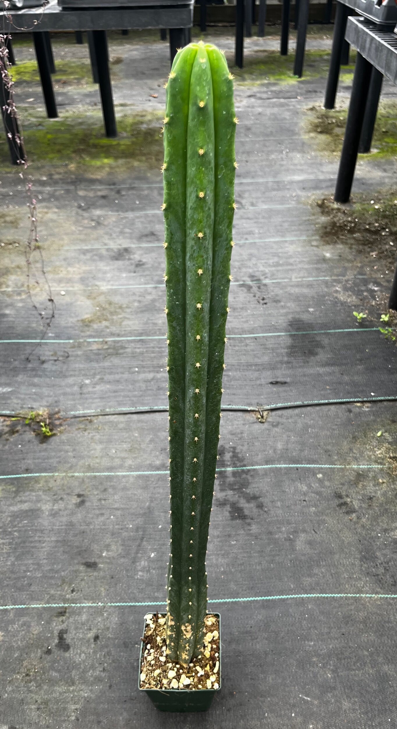 33837CCB-A2E3-4FE7-8A62-B61CA7BE430F