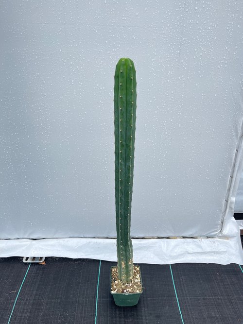 Trichocereus pachanoi- San Pedro  Cactus & Exotics