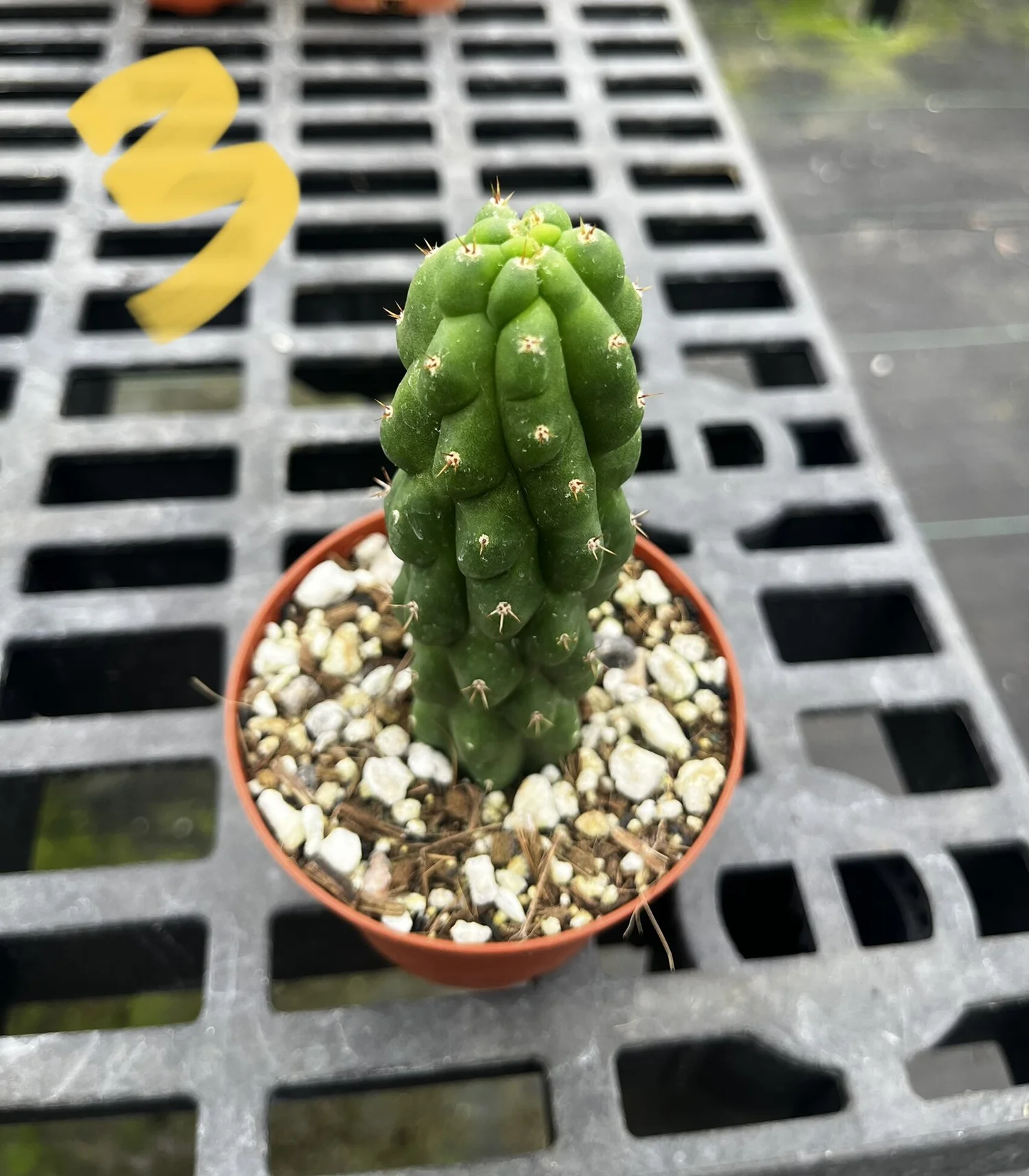Trichocereus pachanoi monstrose- Non-PC San Pedro monstrose  Cactus &  Exotics