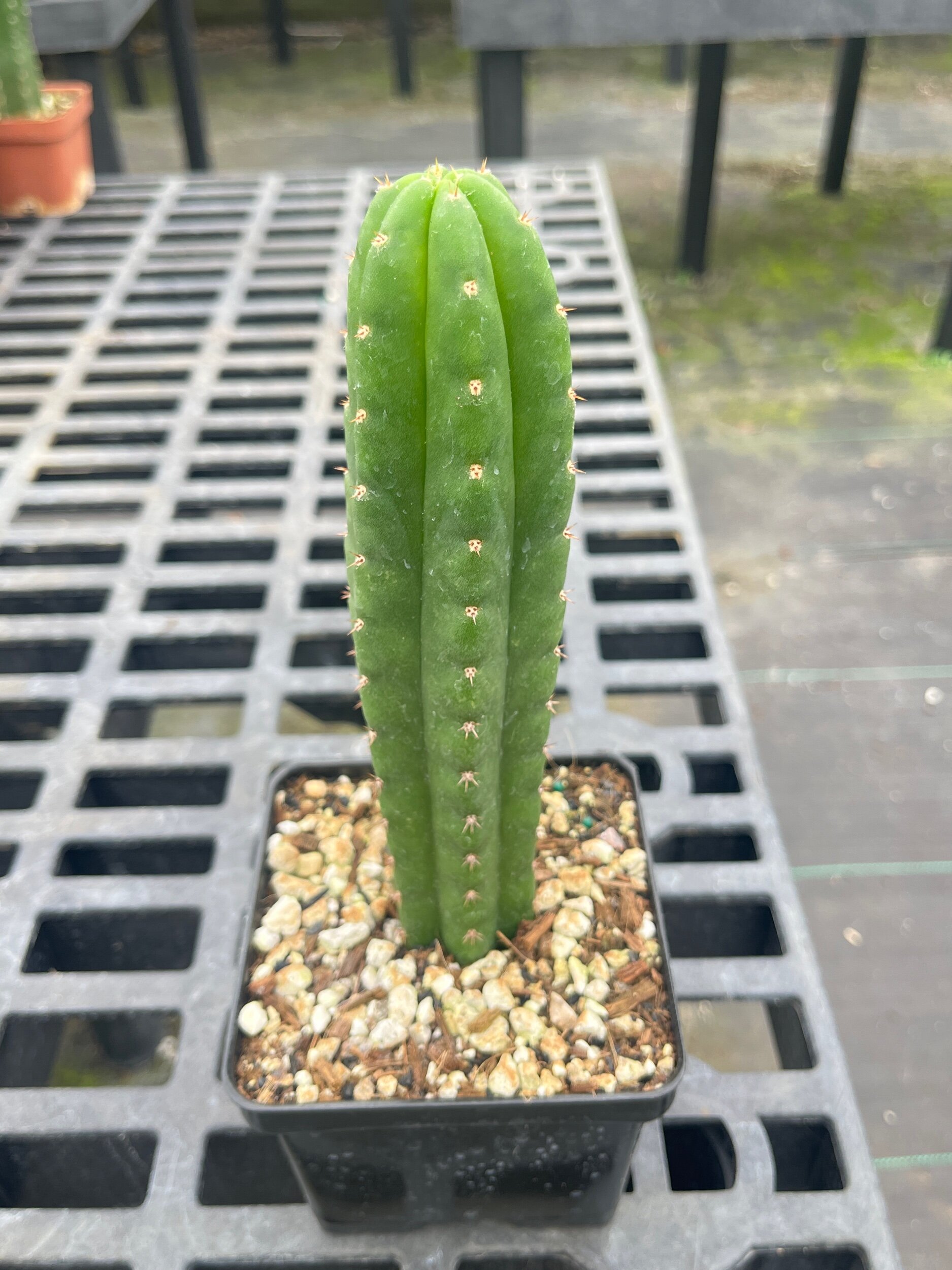 C6AB1E9E-DA59-493D-8F00-456B0426BCAD