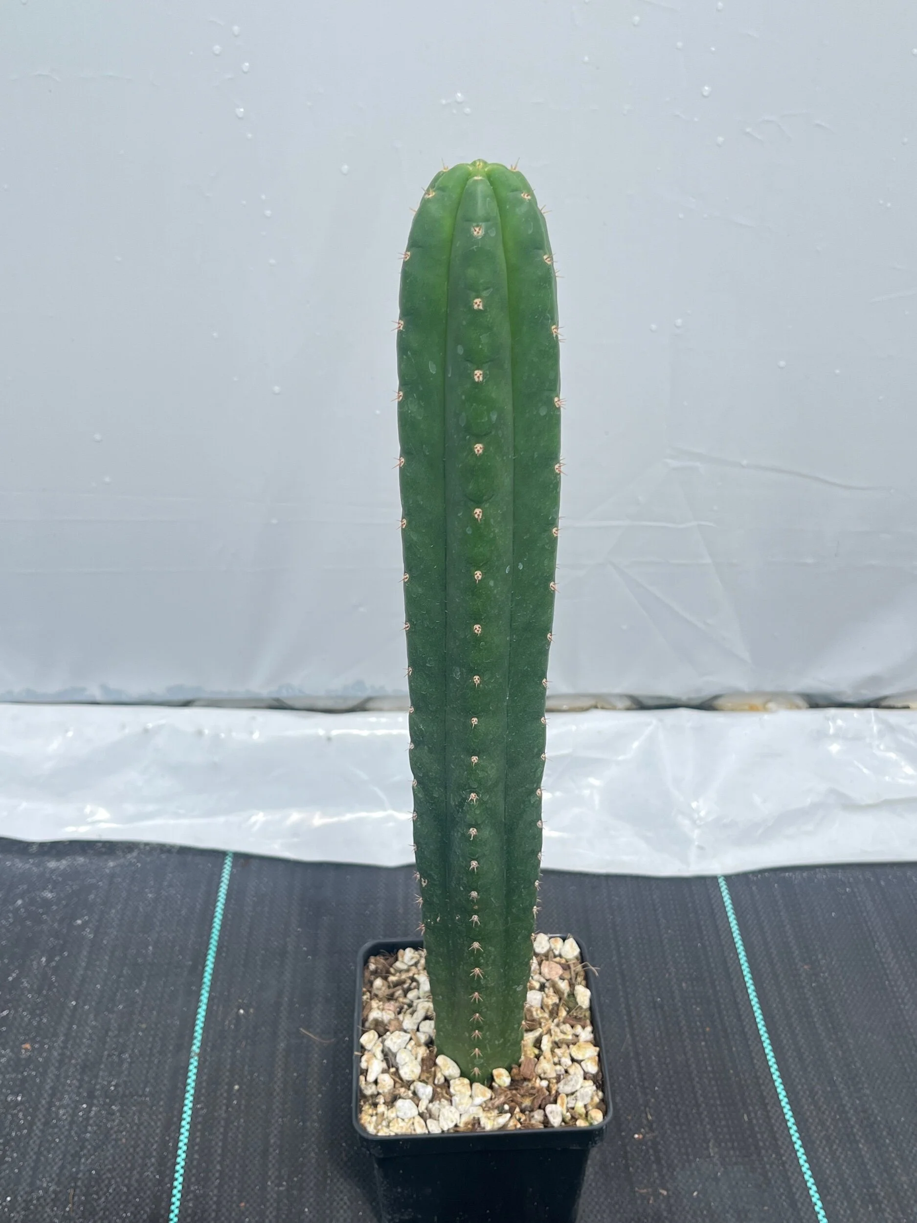 5503C9EE-6A06-426E-8AD7-6EB1BCC666ED