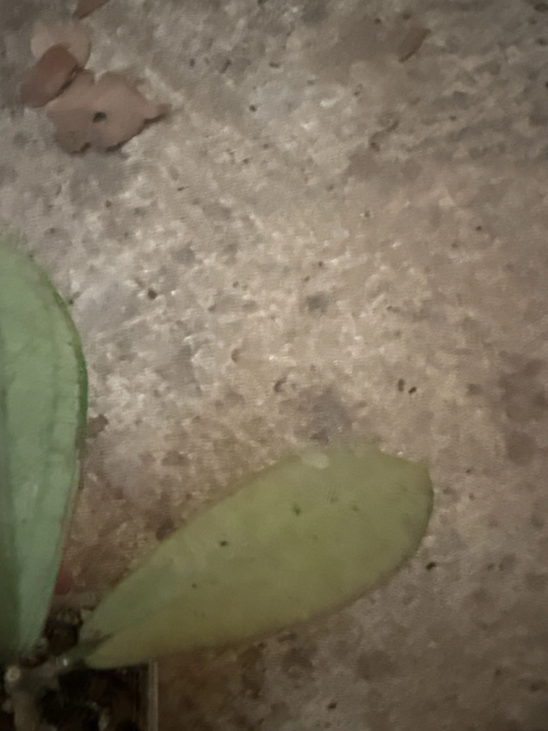 34626061-4FE4-4DC4-8E38-9BA60342235C.jpeg