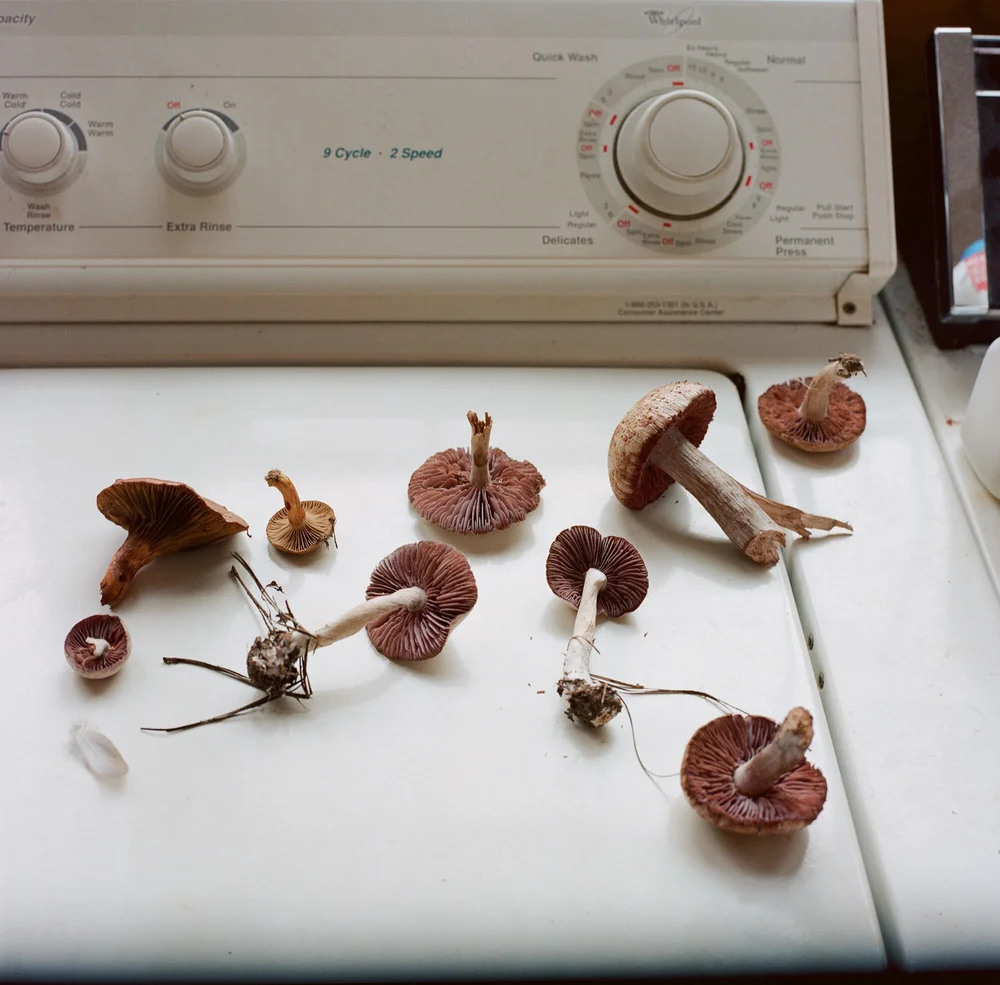 From the Fairy Ring (Purple Laccaria)