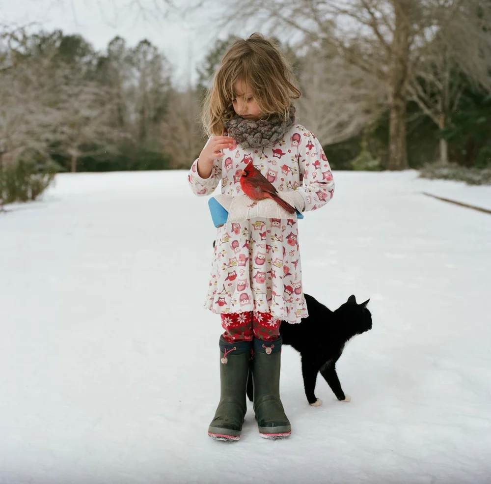 Broken Wrist, Stunned Cardinal, Bandit