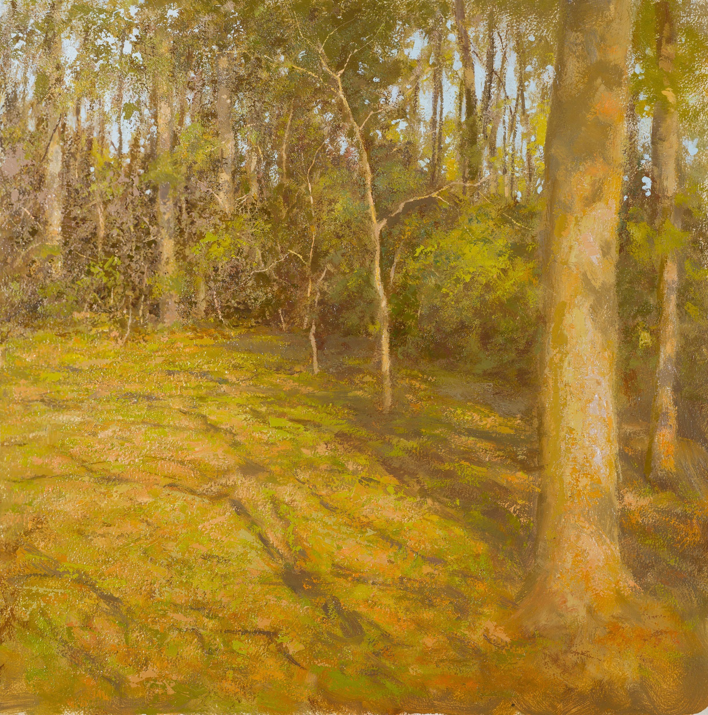 Woods, Early Spring
