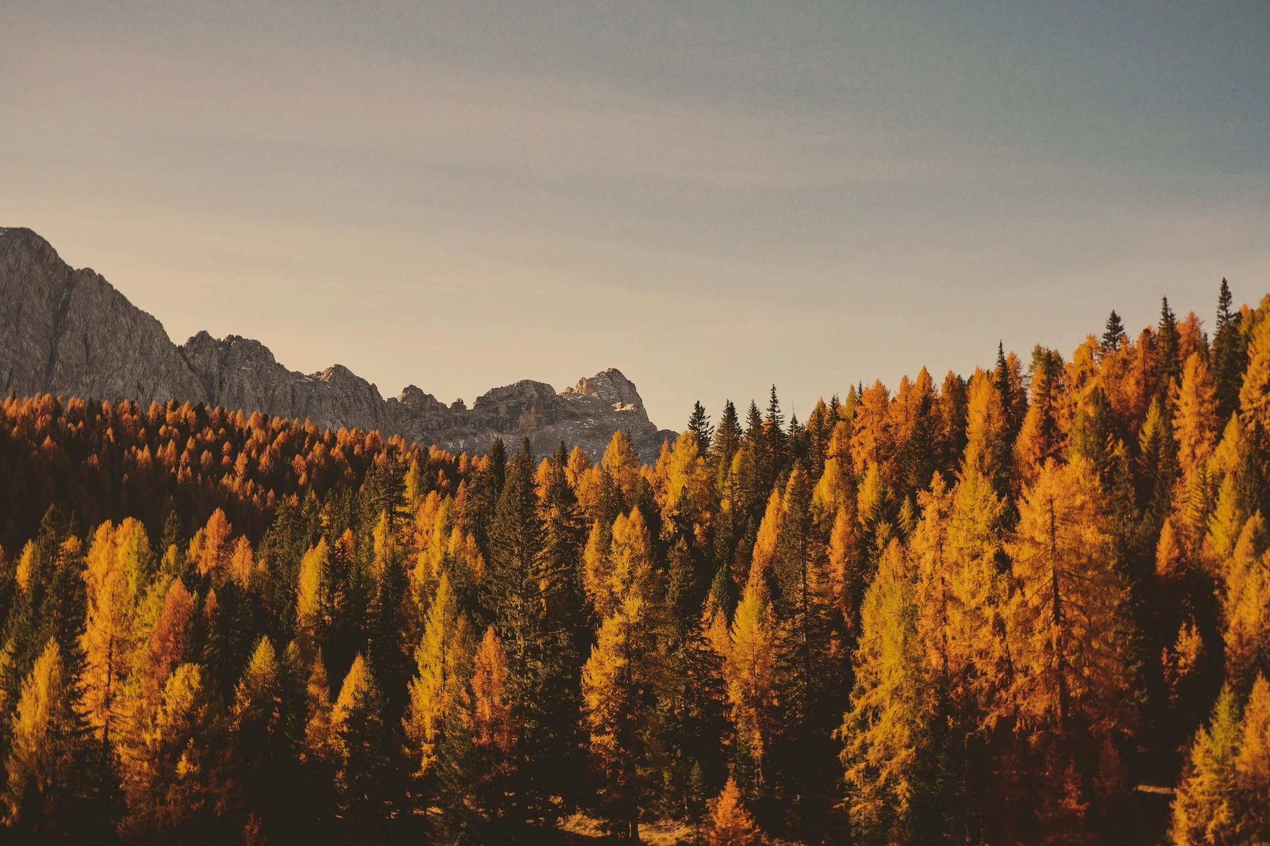 unsplash-image-pF1ug8ysTtY.jpg