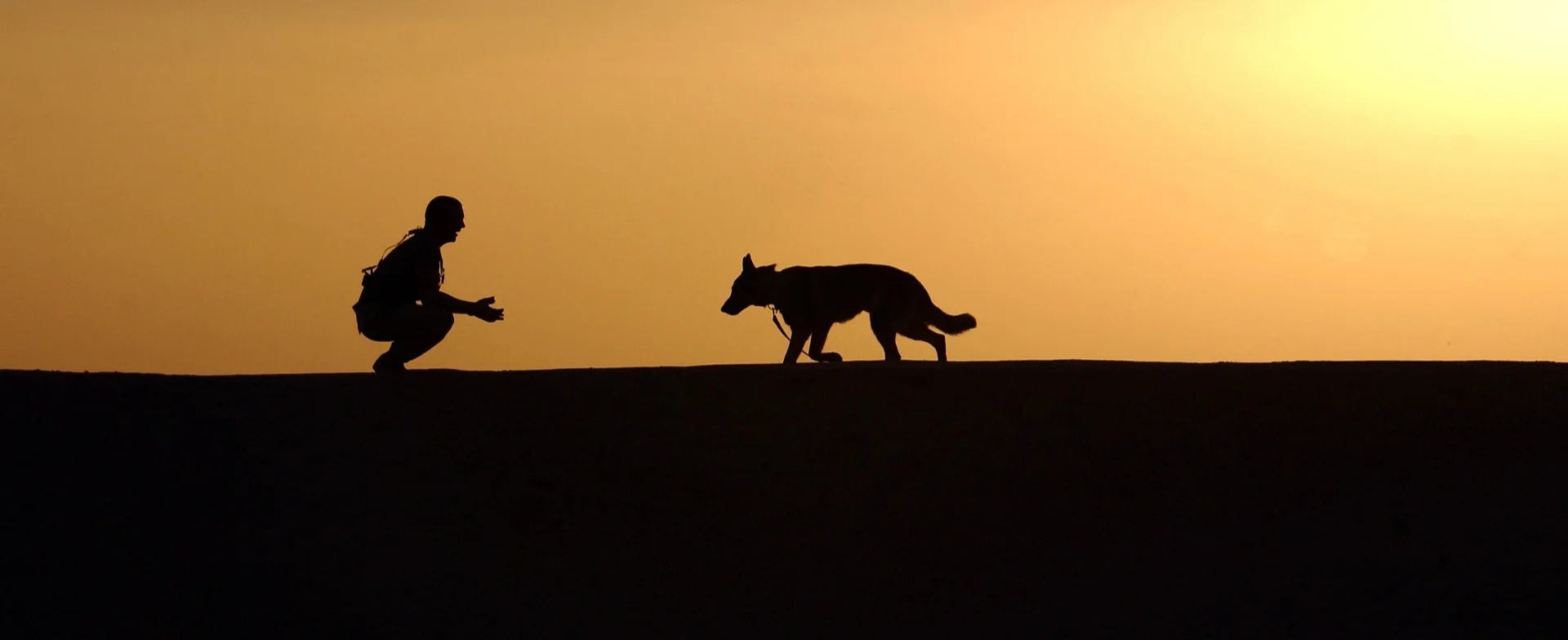 dog-659856_1920.jpg