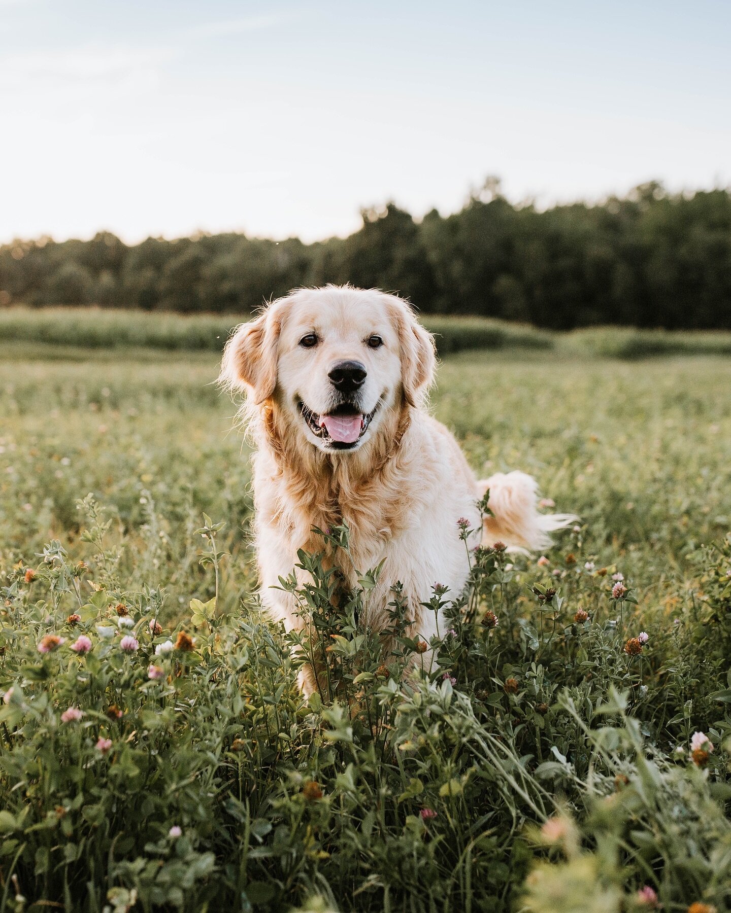 Everything was golden 🫶

#goldenretriever #ilovemydog #golden #dogphotography #sonyalphafemale