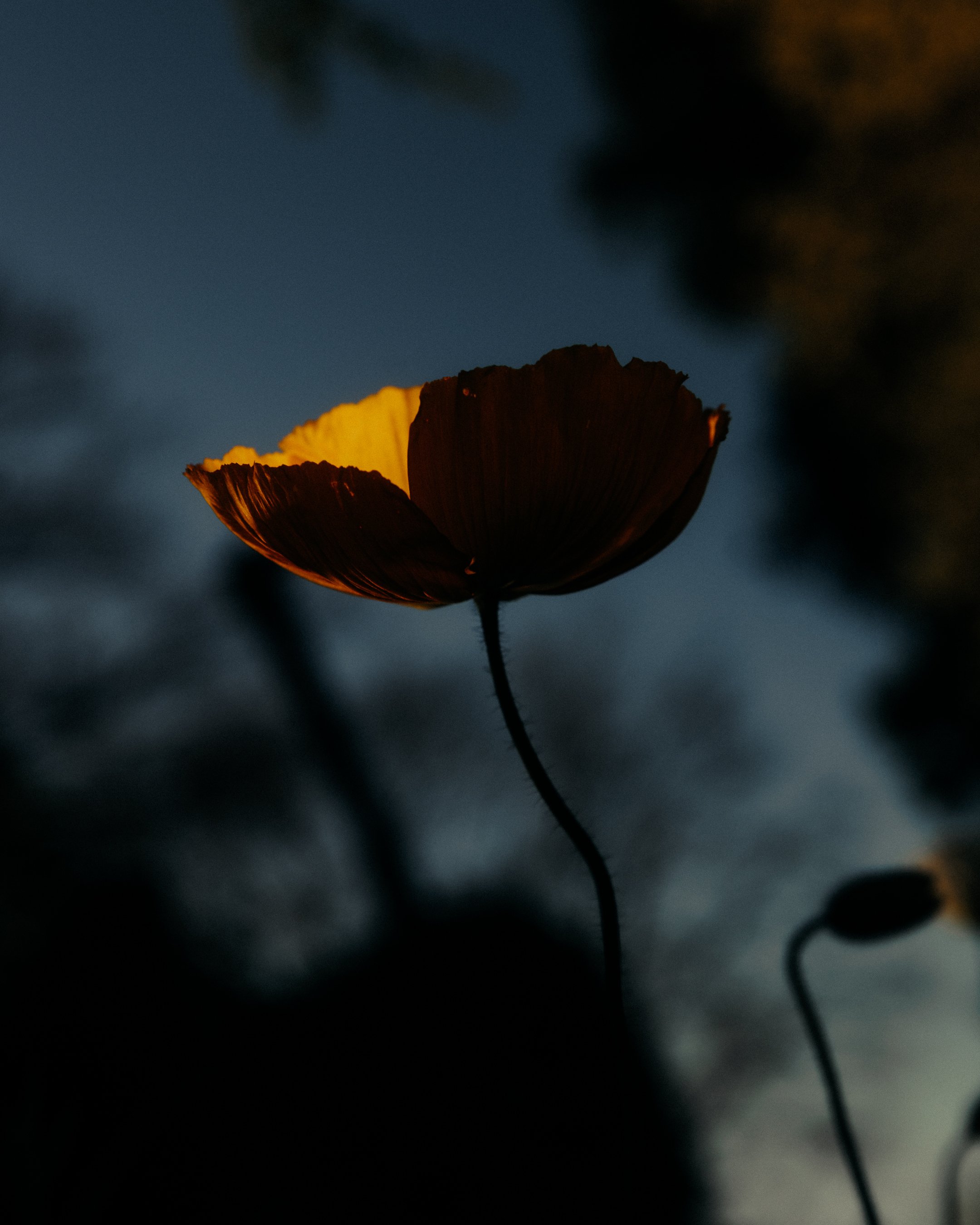 FLOWER2.jpg