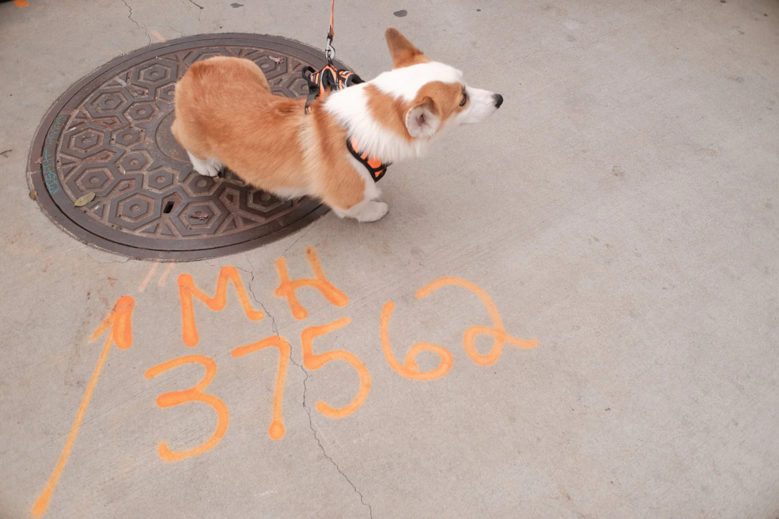 A small dog with a white and tan coat stands on a sidewalk over a manhole cover, with orange chalk writing on the concrete near the dog's paws.