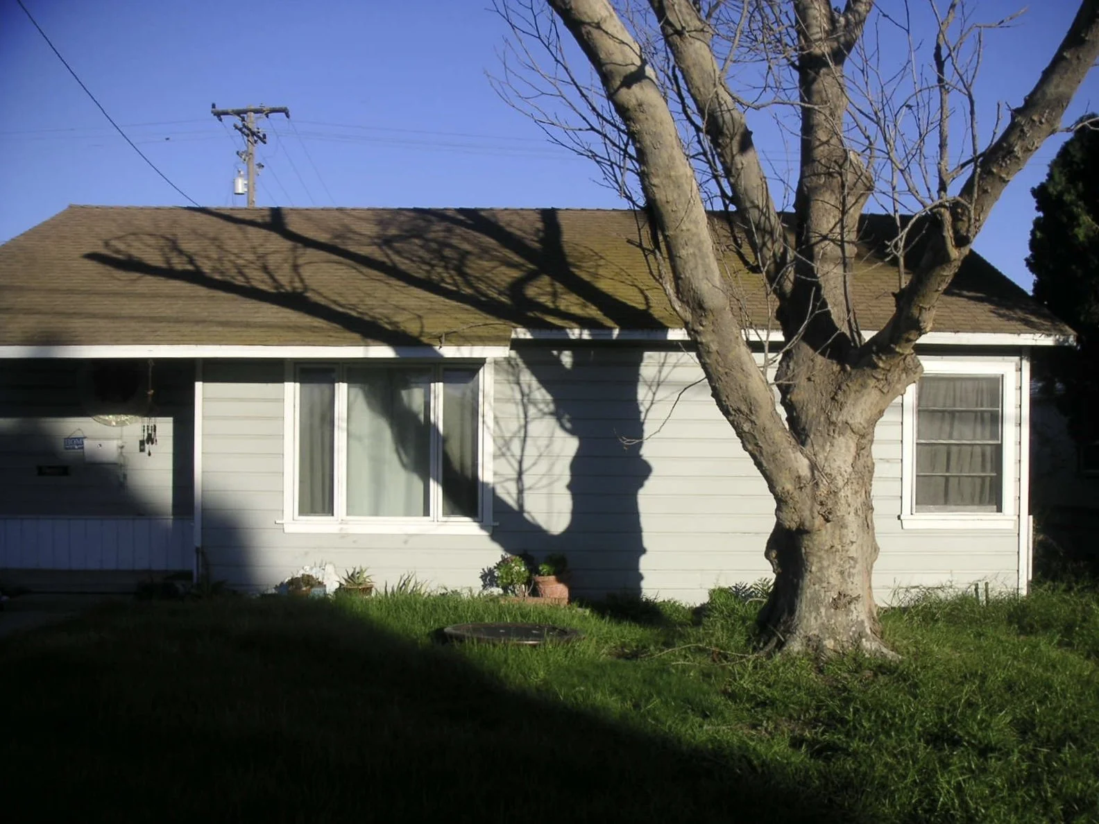 A house with white siding and a sloped roof, partially obscured by a large, leafless tree casting shadows on the house and yard. There are two windows and some potted plants near the house.