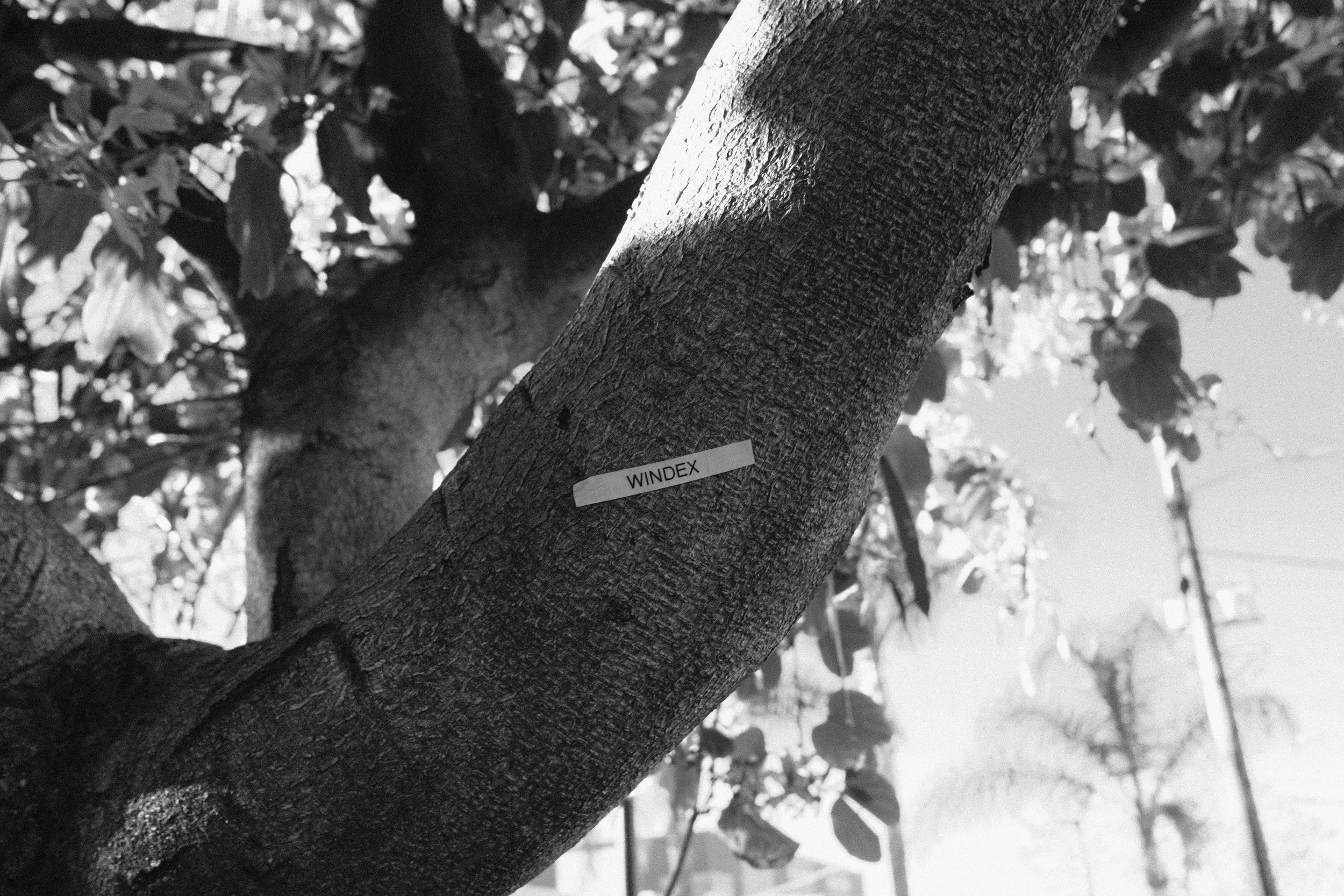 Close-up of tree trunk with textured bark and a label reading 'WINDEX,' with leaves and branches in the background.