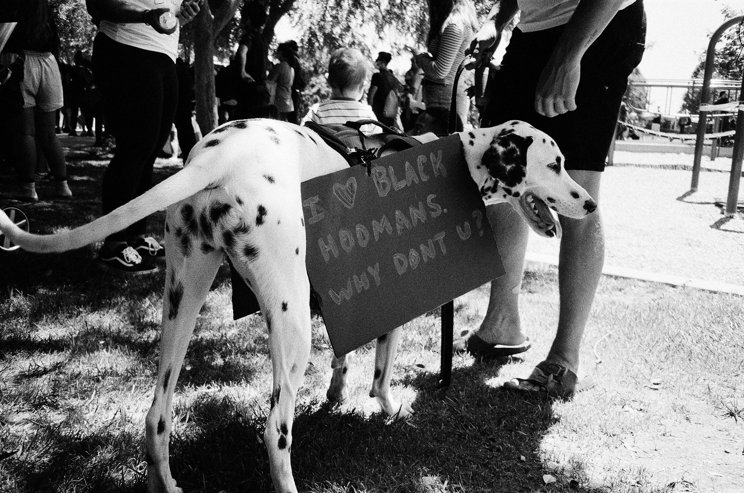 A Dalmatian dog with a saddle and sign on its side at an outdoor event, surrounded by people.
