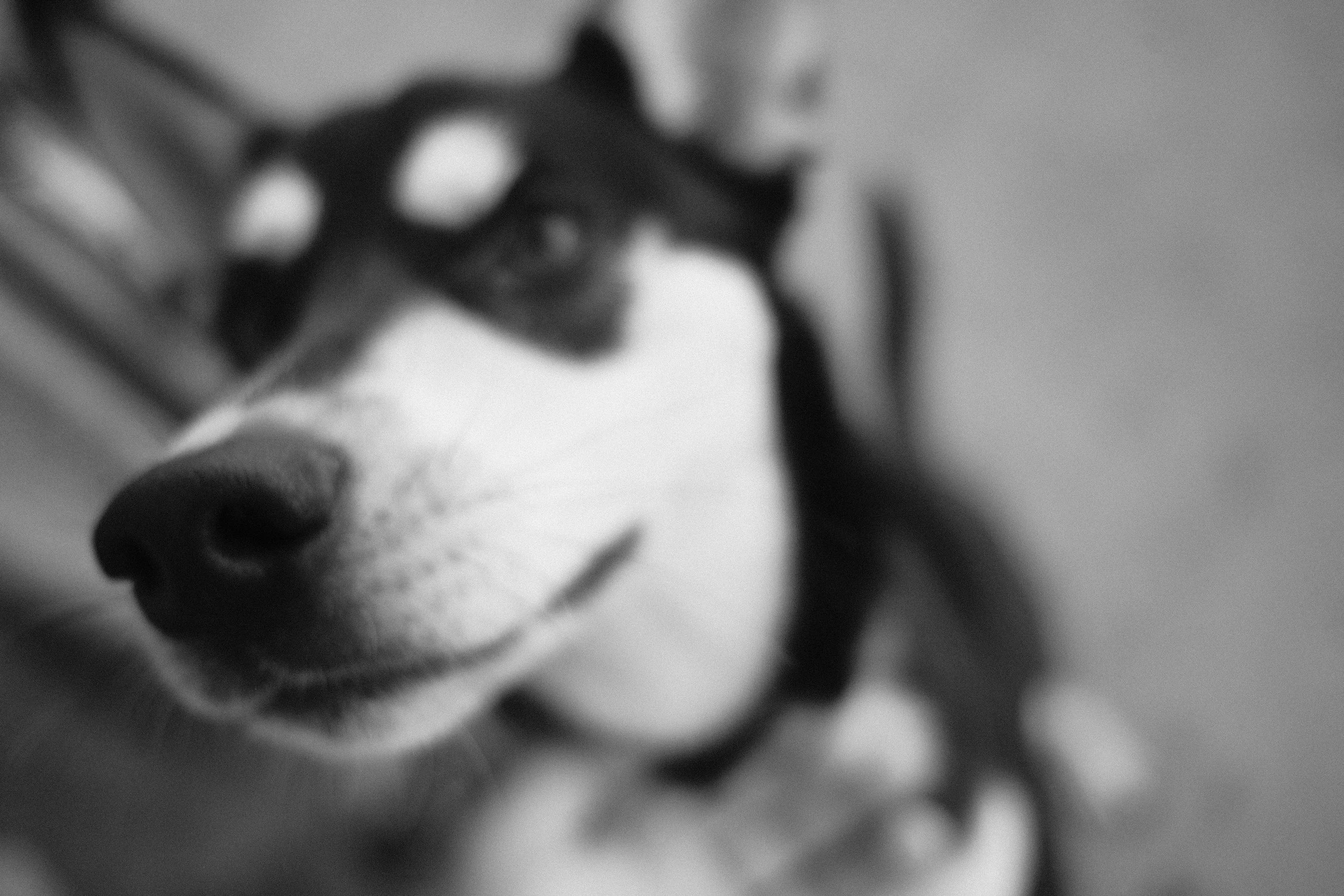 A blurred black and white close-up of a clownfish.