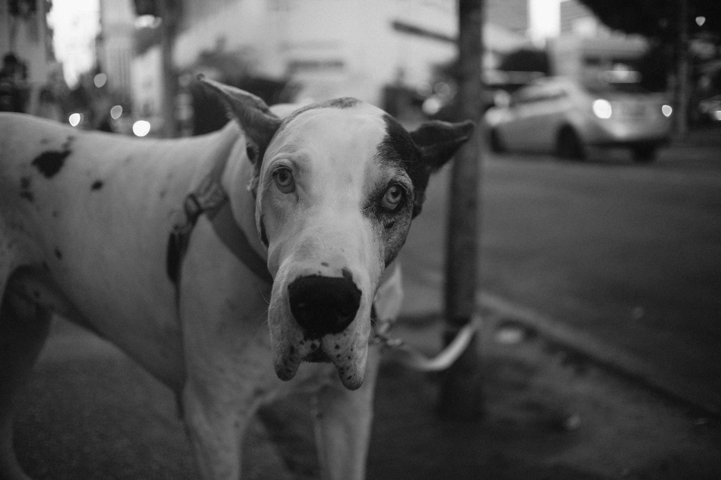 A black and white photo of a Dalmatian dog standing on a street with blurred cars and buildings in the background.