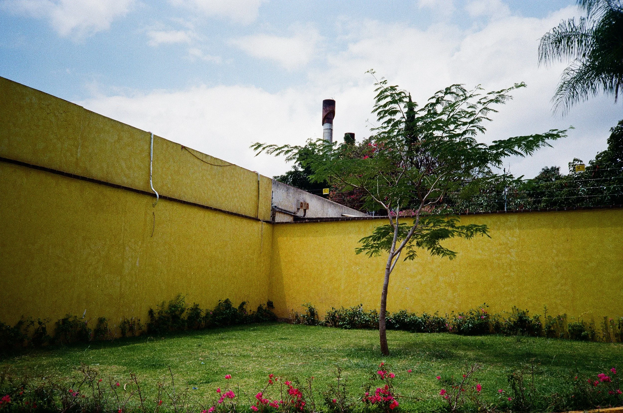 A backyard with a yellow wall, a small tree, a green lawn, and pink flowers in the foreground, with a partly cloudy sky and a couple of tall industrial chimneys in the background.