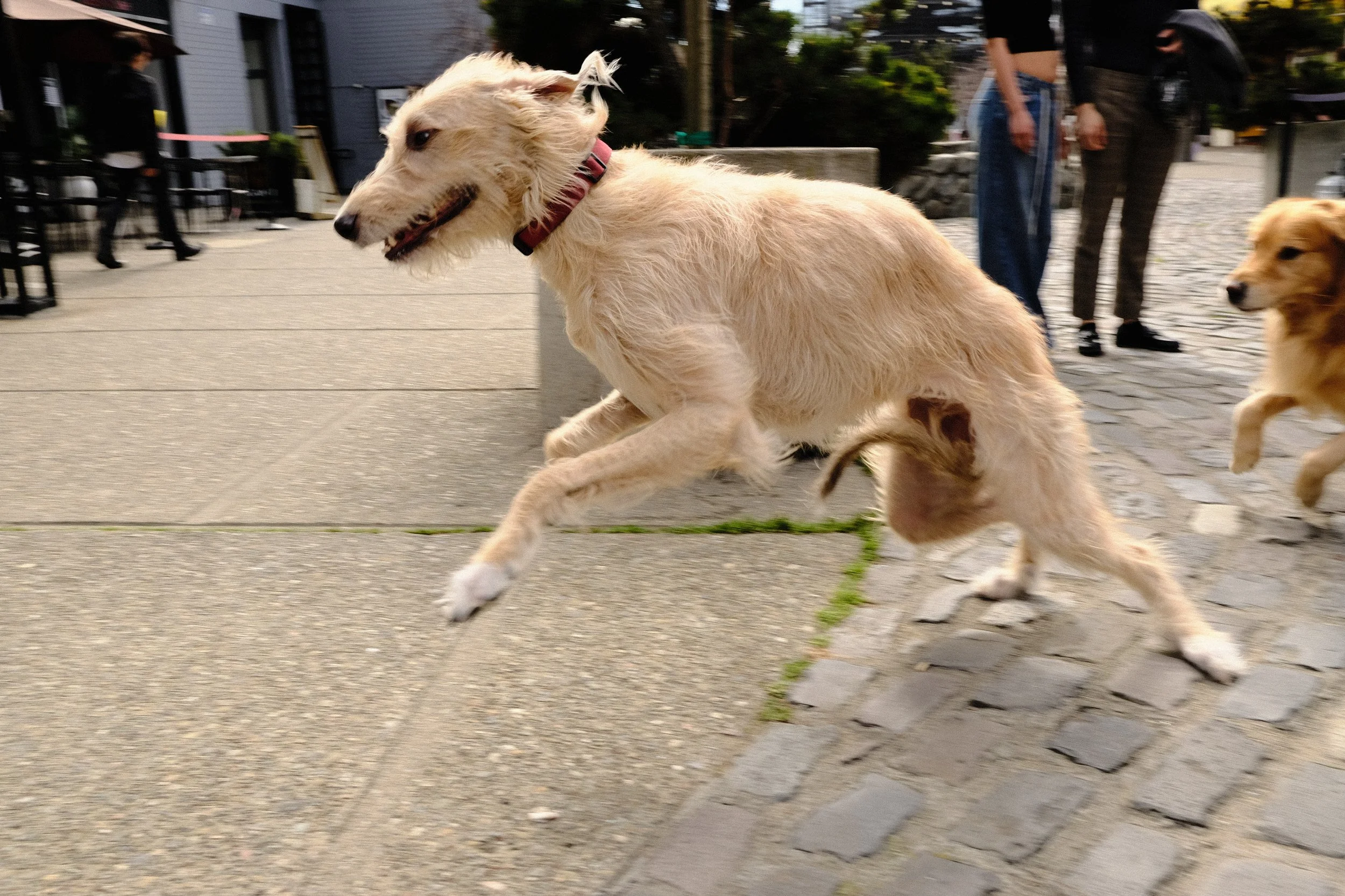 Golden retriever running on city sidewalk with people in the background.
