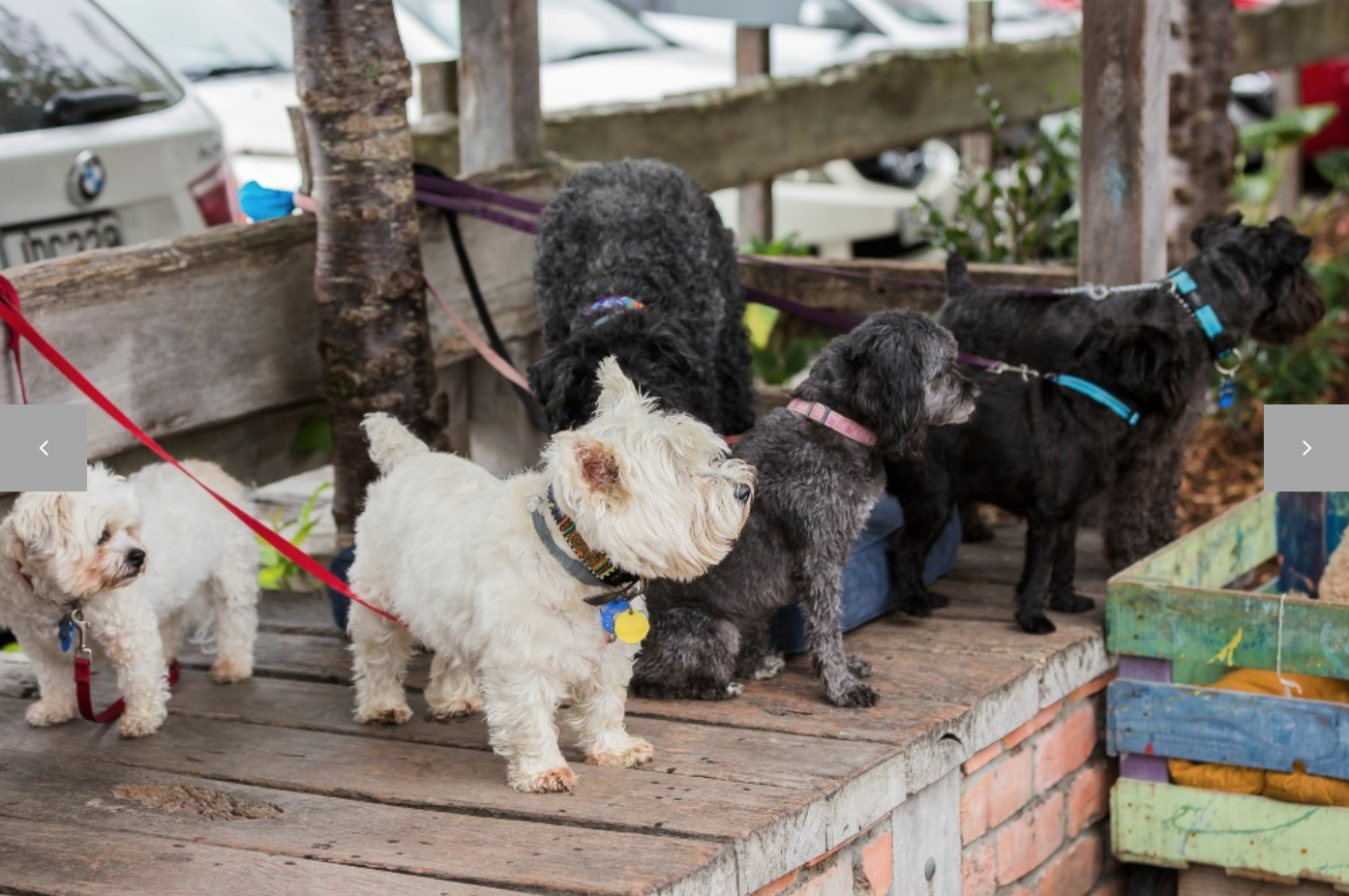 MATAKANA MUTTS DOG MINDING