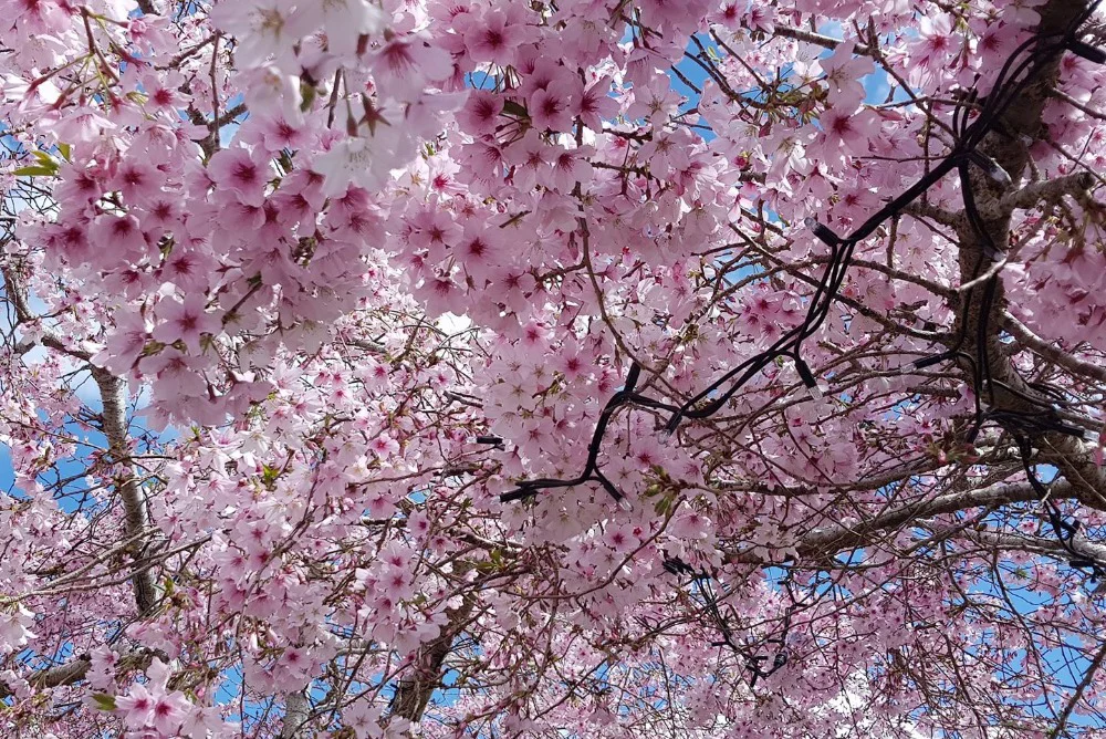 SPRING HAS SPRUNG!