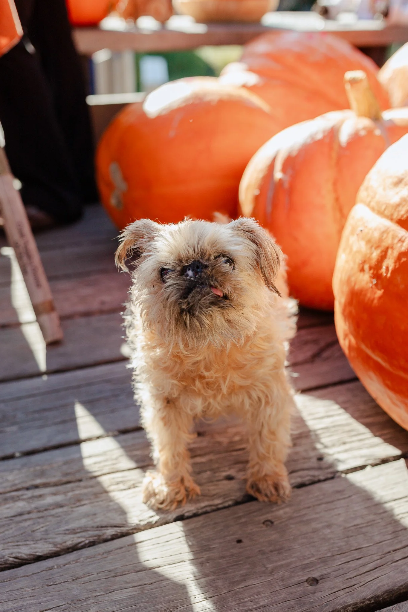 Matakana Grand Pumpkin Competition 2026-36.jpg