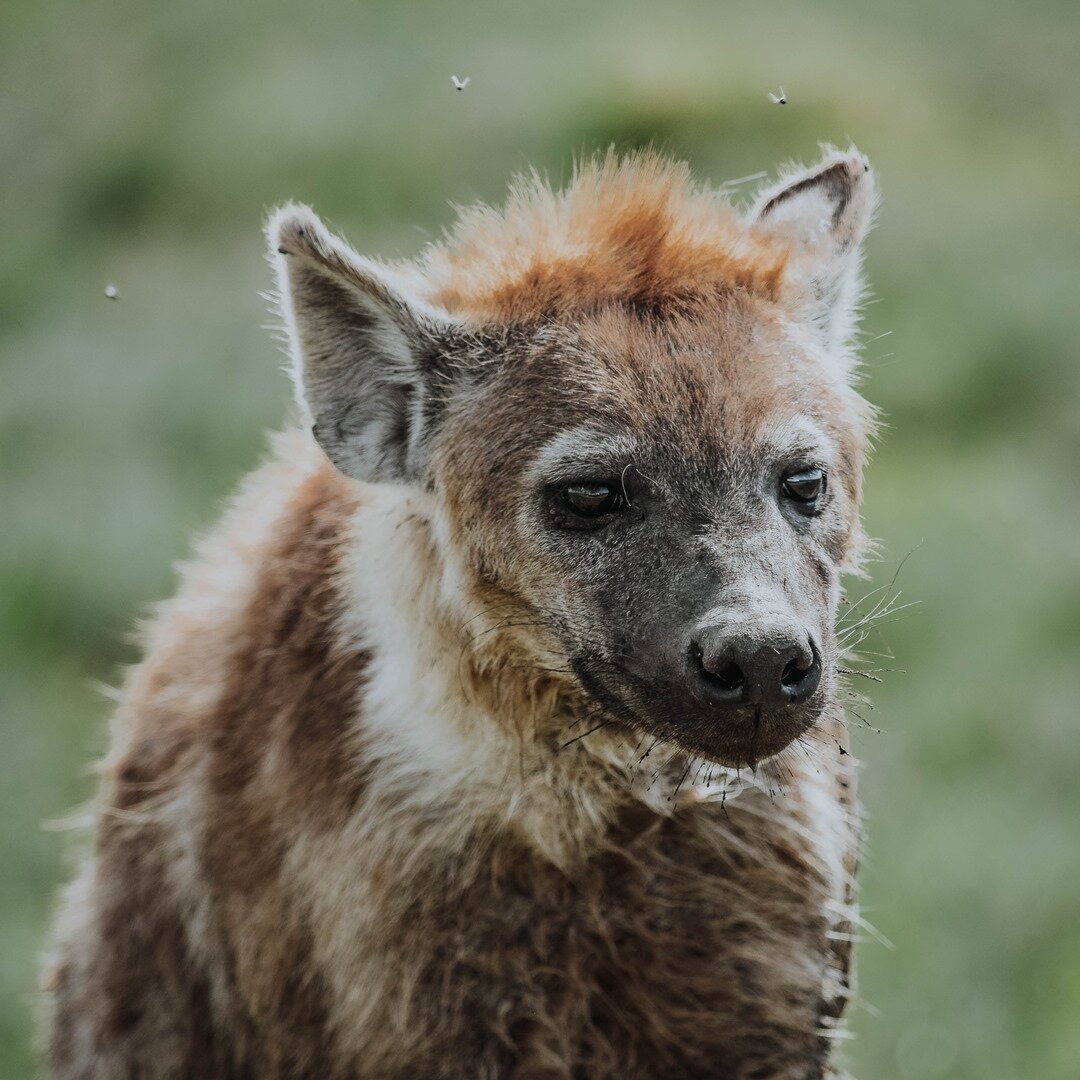 GLORIOUS. ⠀⠀⠀⠀⠀⠀⠀⠀⠀
⠀⠀⠀⠀⠀⠀⠀⠀⠀
This magnificent hyena was right on the side of the road as we made our way into the Serengeti. He was soaking in a nice mud bath, and rather put off by our presence. Shortly, after stopping to say 'hi', he got up and wa