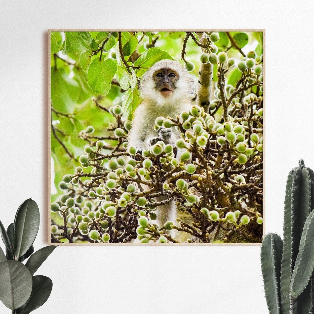 All of a sudden the 'Staring Monkey' print is blowing up! 🧨 Love this cute little guy &amp; right now, he can adorn your home or office at 30% off! It's my best print deal ever! 💕