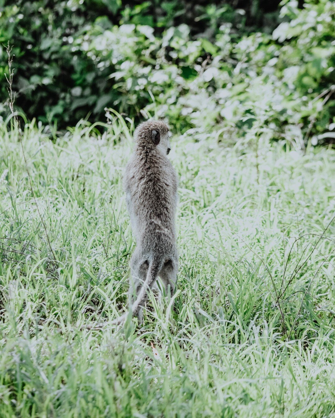 Man, I cannot wait to hit the African dirt roads again in search of complete freedom and wildlife. ⠀⠀⠀⠀⠀⠀⠀⠀⠀
⠀⠀⠀⠀⠀⠀⠀⠀⠀
I have no idea what this monkey was up to, but the way he is standing reminds me of a man peeing on the side of the road 😂😂⠀⠀⠀⠀⠀⠀