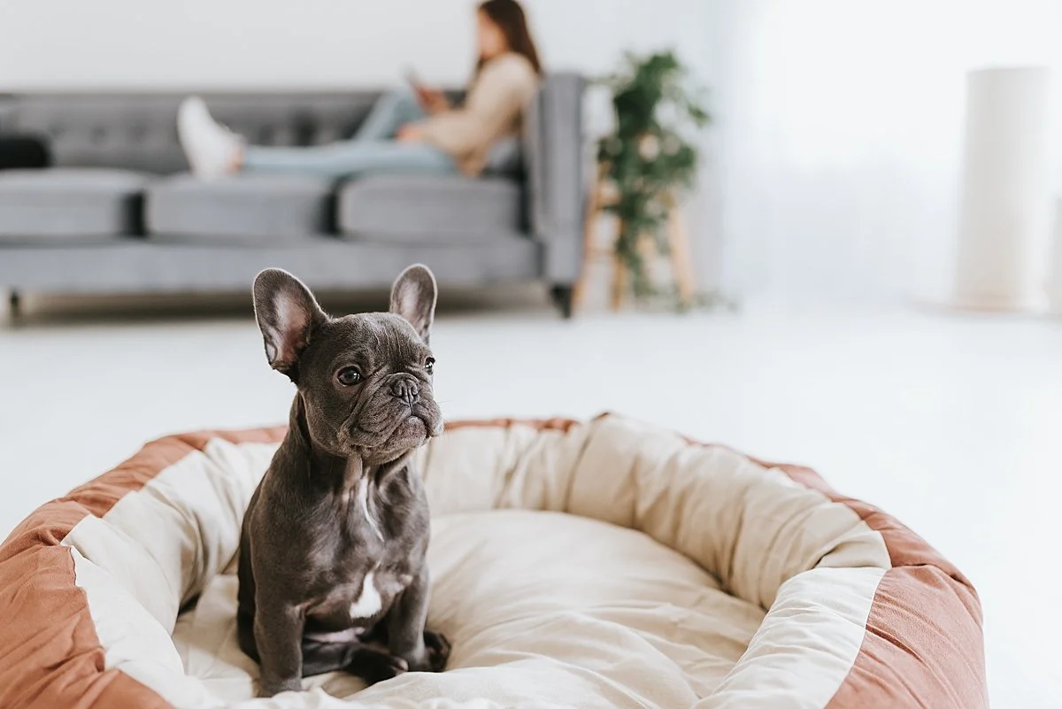 atlanta-pet-product-photographer_0003.jpg