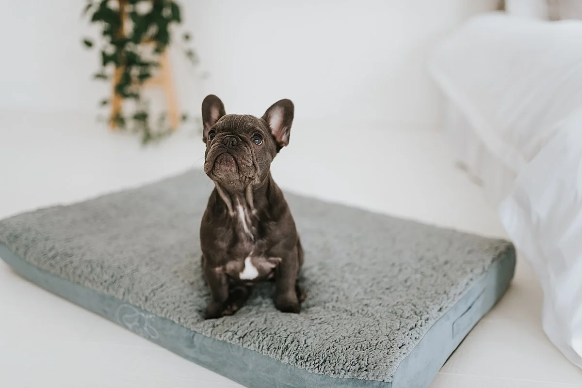 atlanta-pet-product-photographer_0009.jpg
