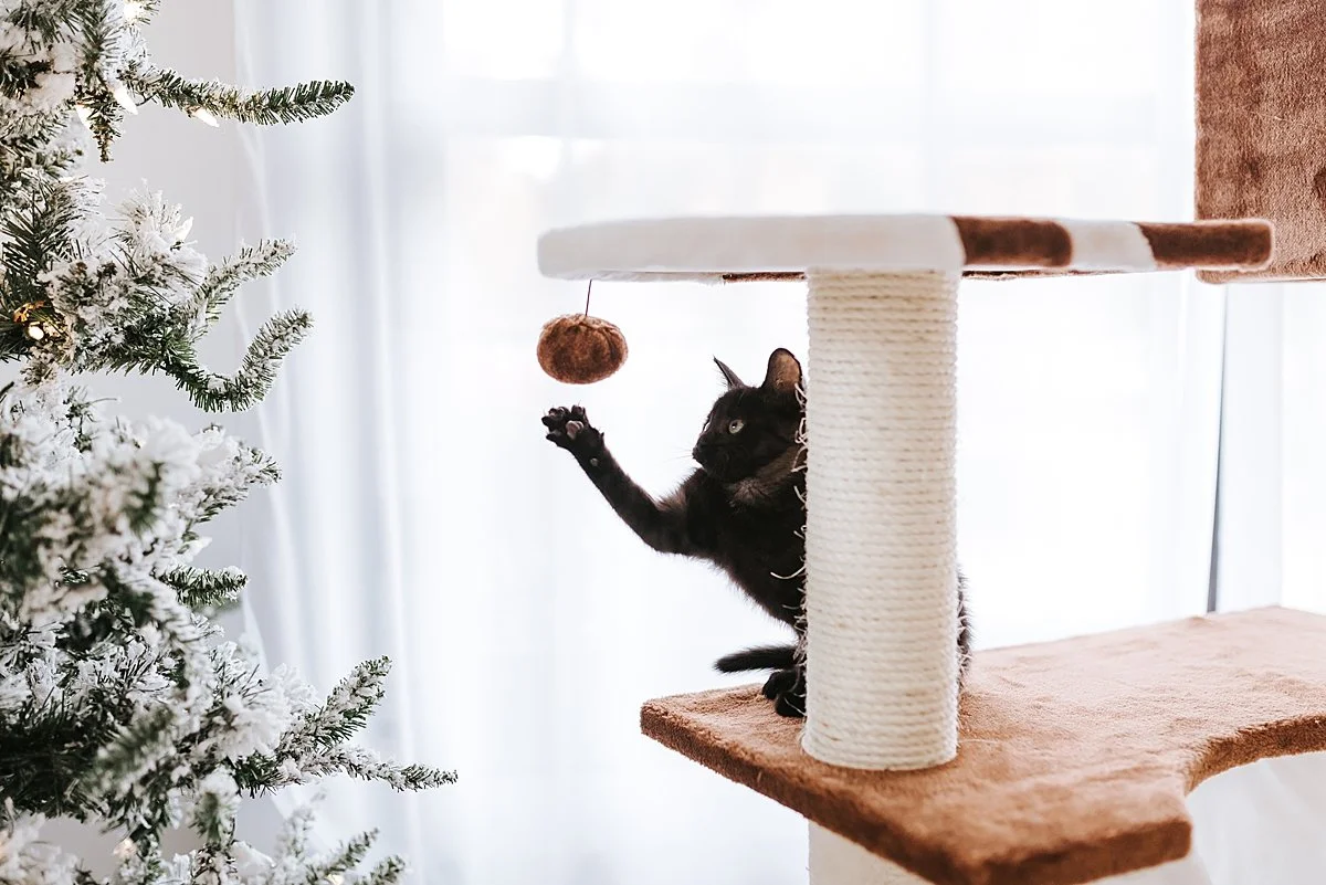 atlanta-pet-product-photographer_0018.jpg