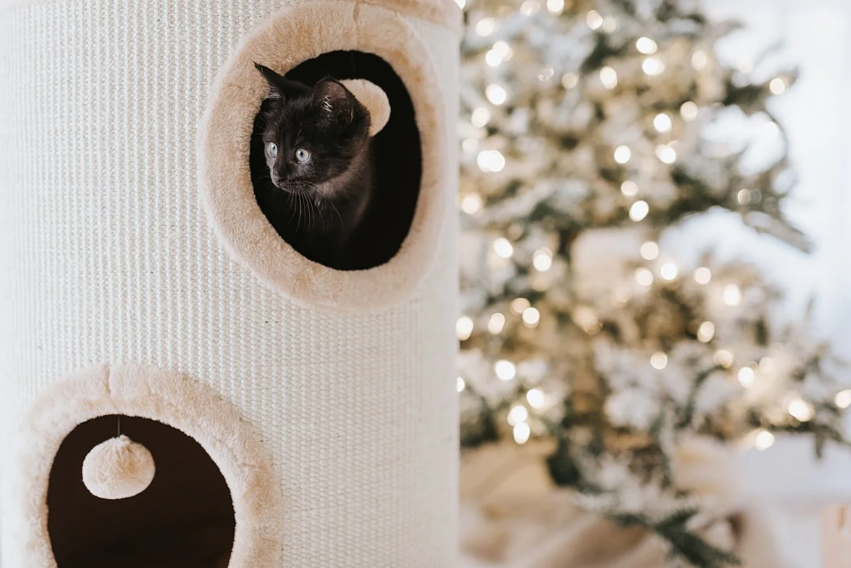 atlanta-pet-product-photographer_0021.jpg