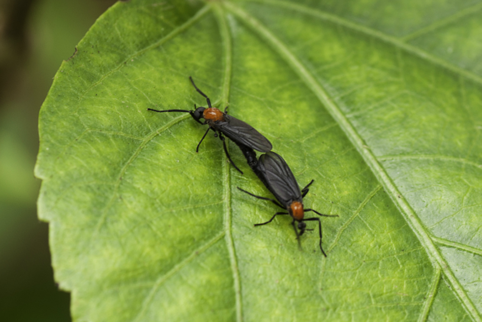 Lovebugs.png