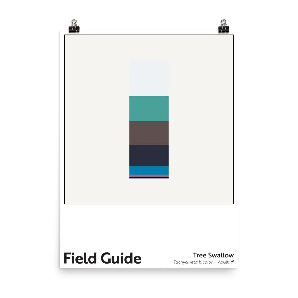Field Guide : Tree Swallow (Male) — Christopher Reiger