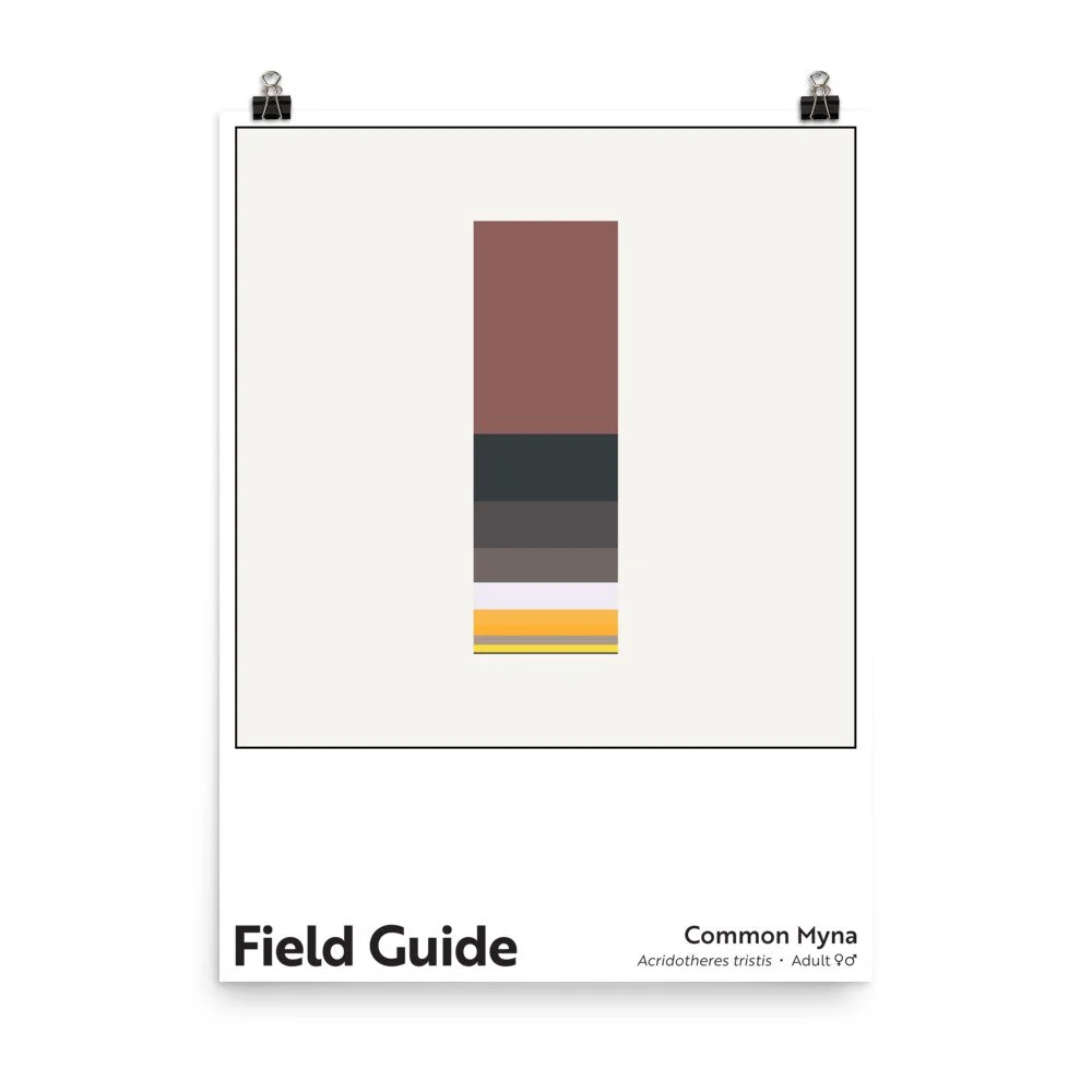 Field Guide : Common Myna — Christopher Reiger