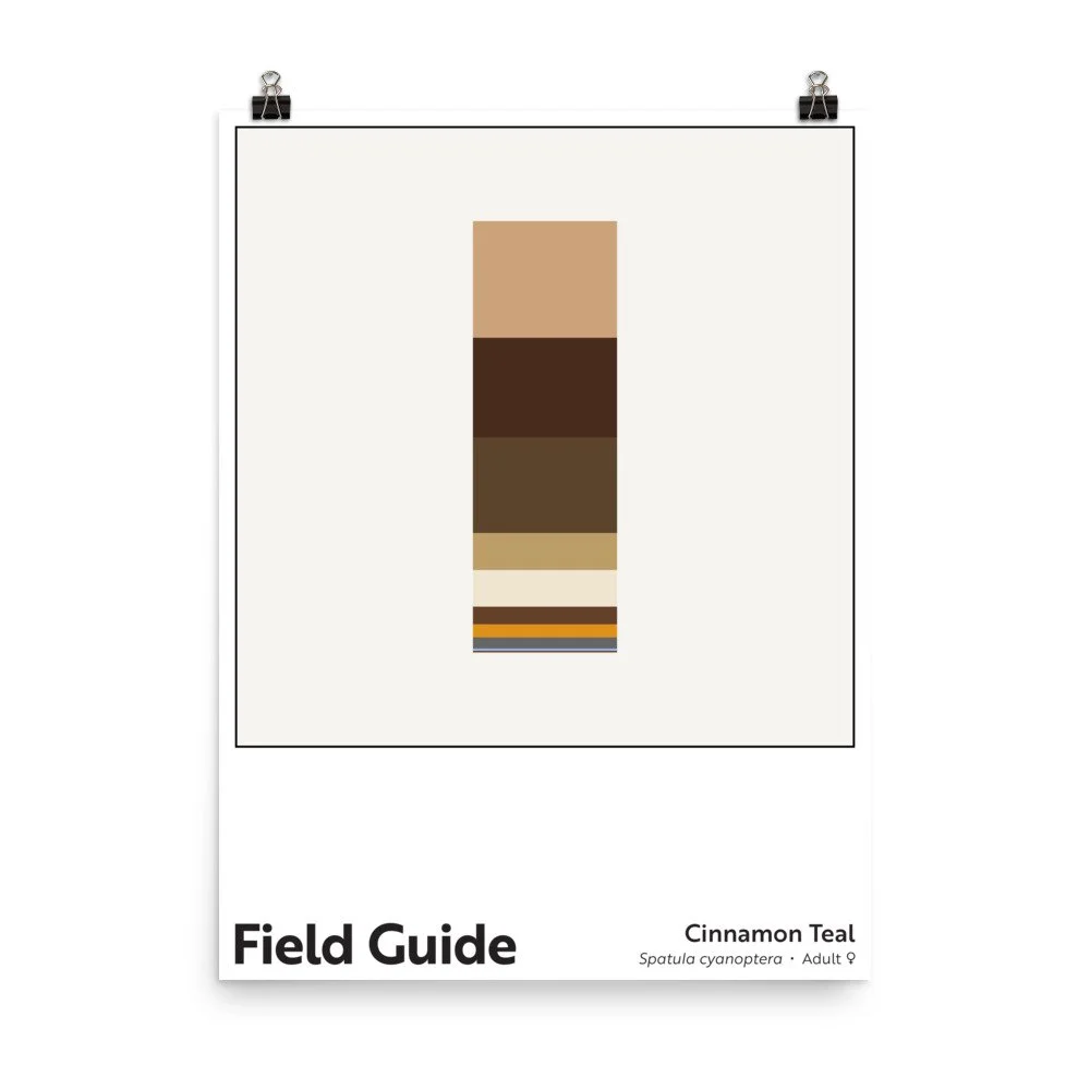 Field Guide : Cinnamon Teal (Female) — Christopher Reiger