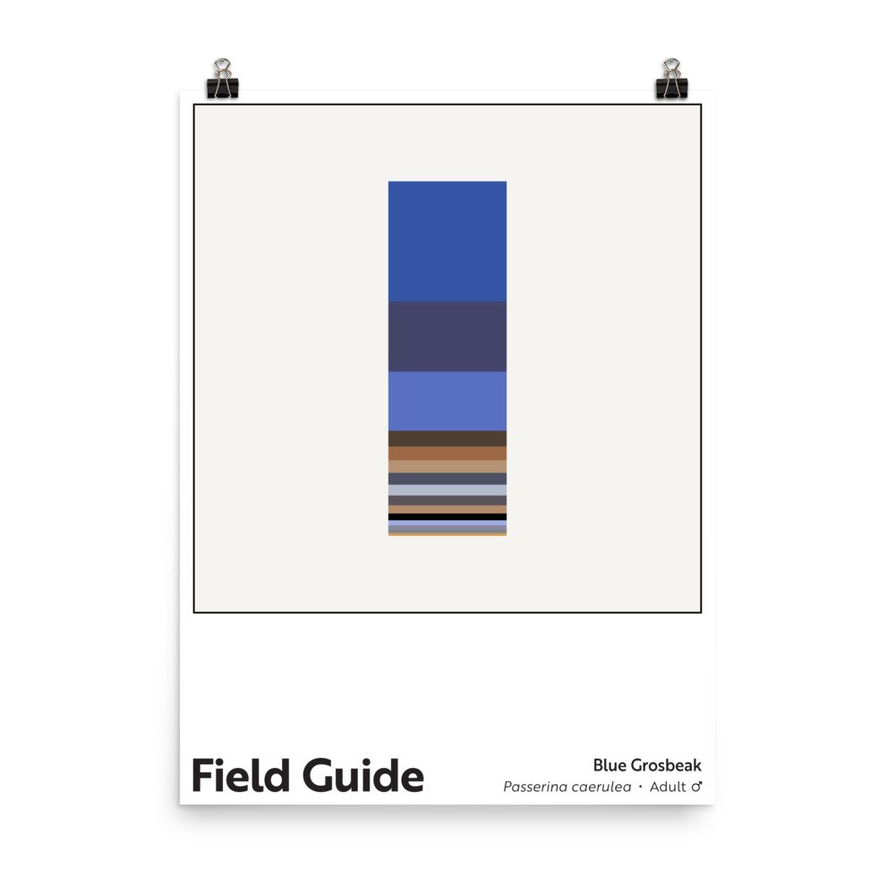 Field Guide : Blue Grosbeak (Male)