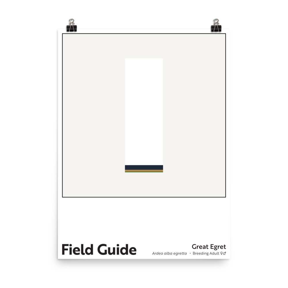 Field Guide : Great Egret