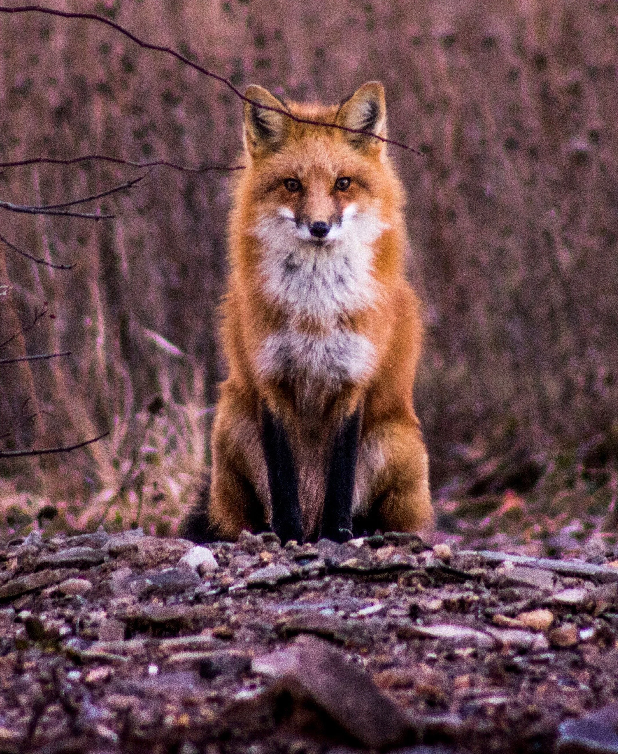 iStock-1011613654 croppsed.jpeg