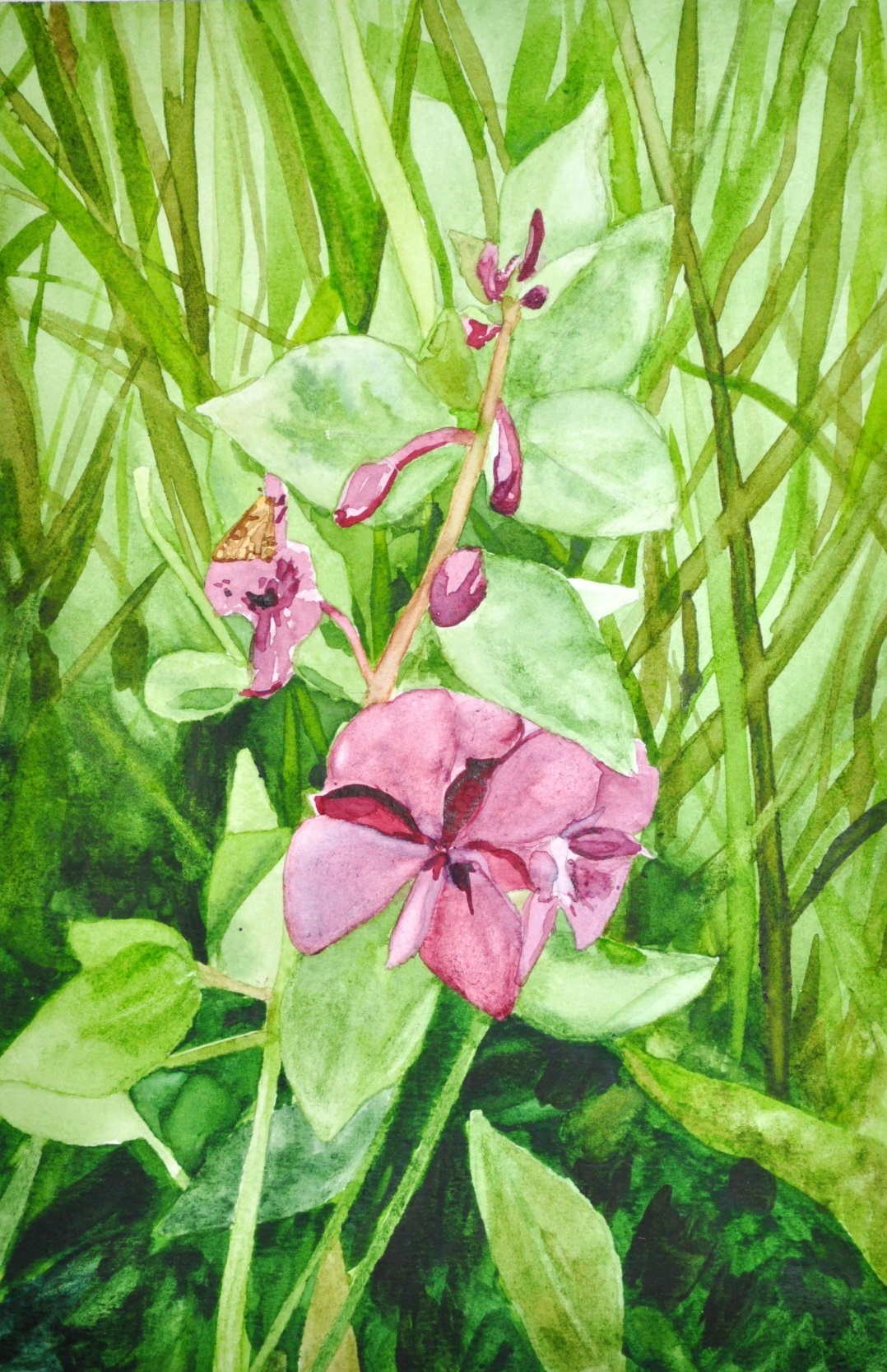 Fireweed