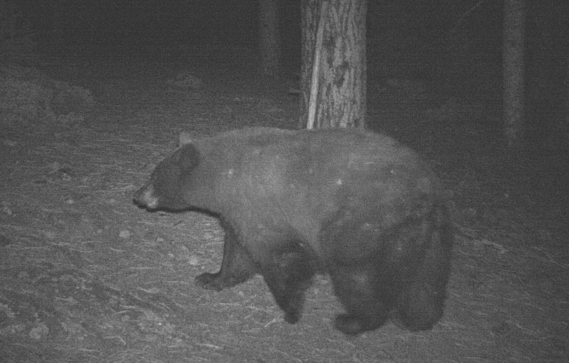 Black Bear at night.JPG