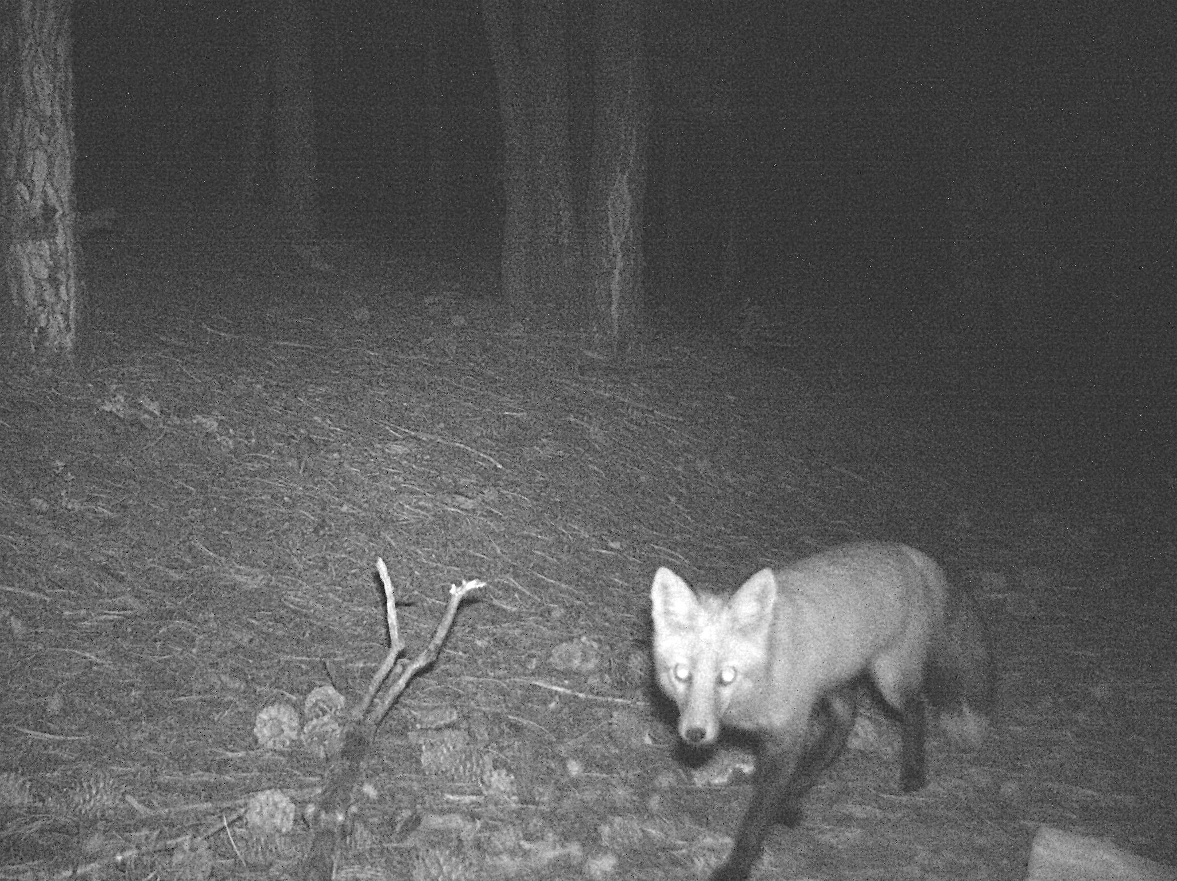 Red Fox at night.JPG