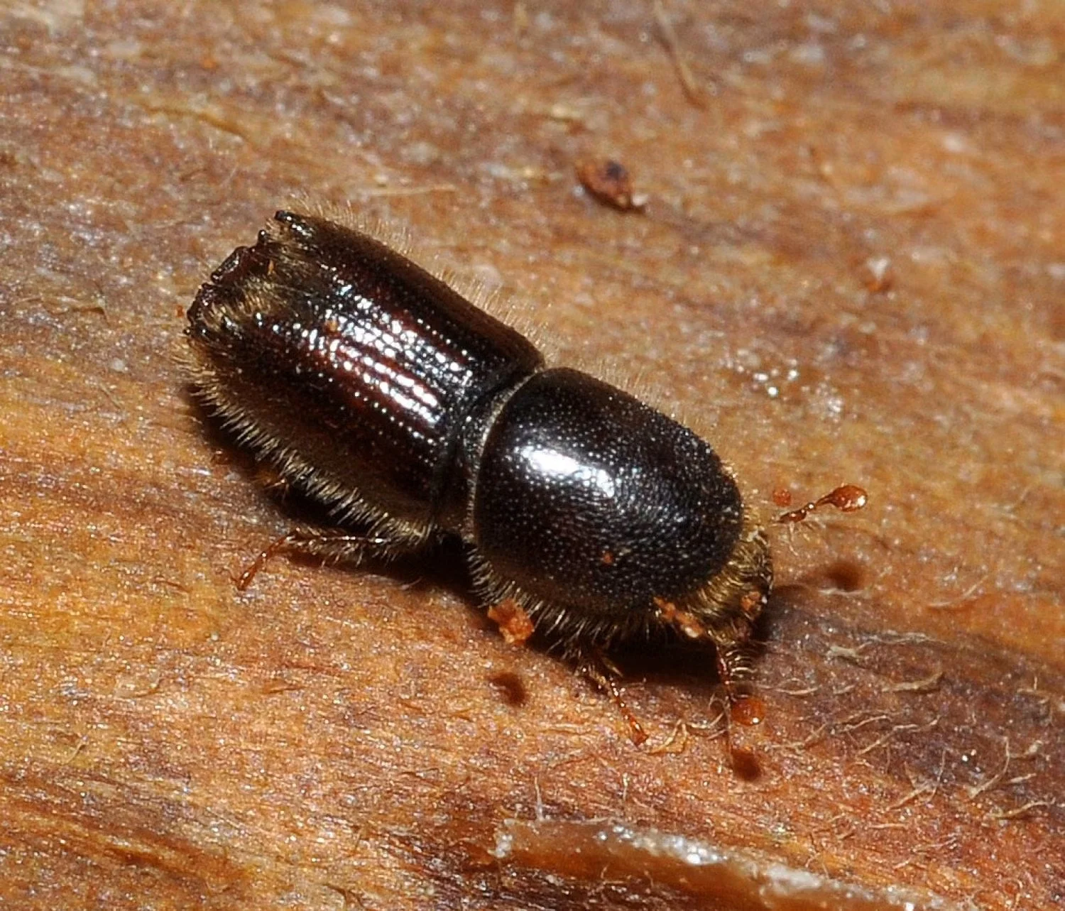 Community Conversation: Dan West on Mountain Pine Beetle &amp; Forest Health in Coal Creek