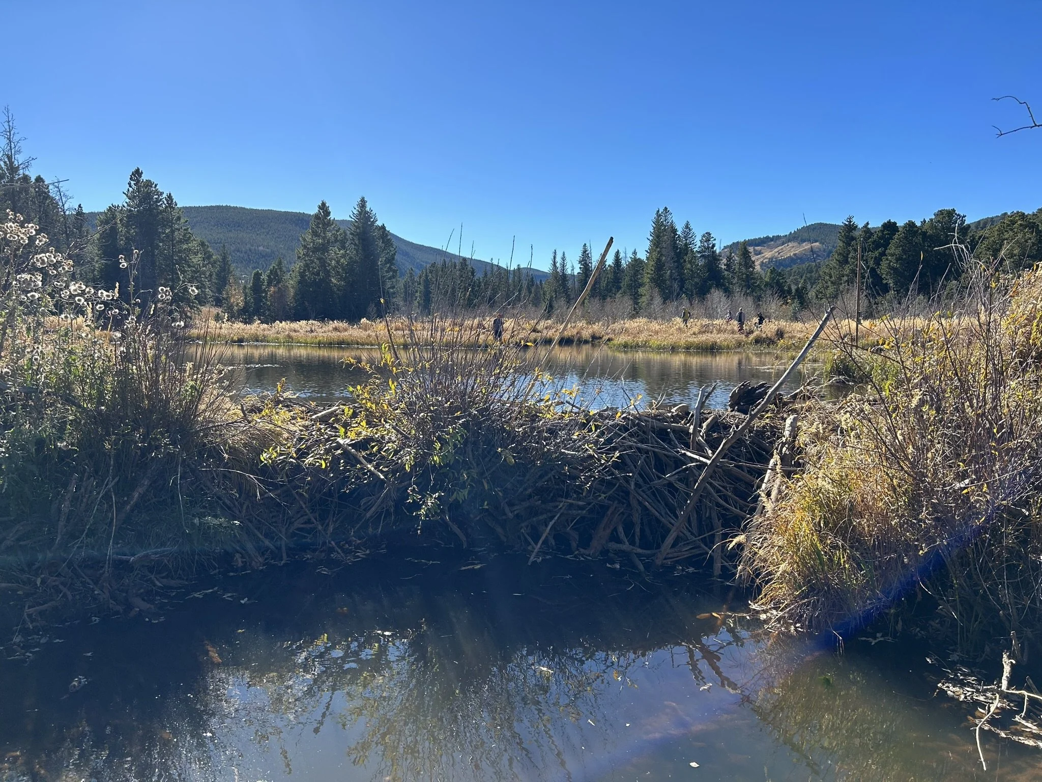 Riparian Plant Walk &amp; Beaver Talk with Wild Bear