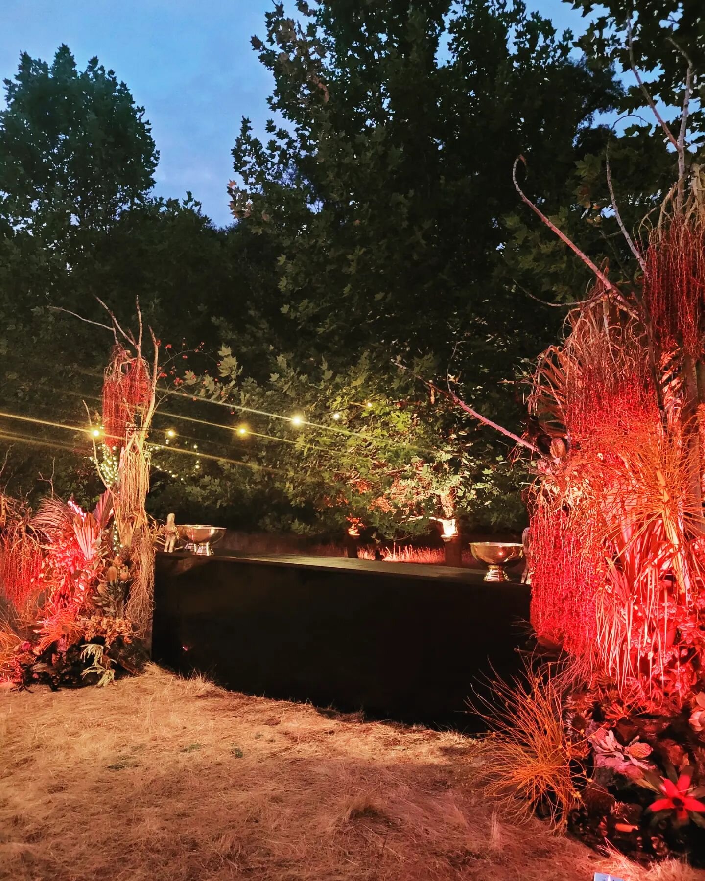 Bar glamour with palm flowers,  bromeliads and burnt branches 🖤

@hire_in_style_wa
@goldenvalleytreepark