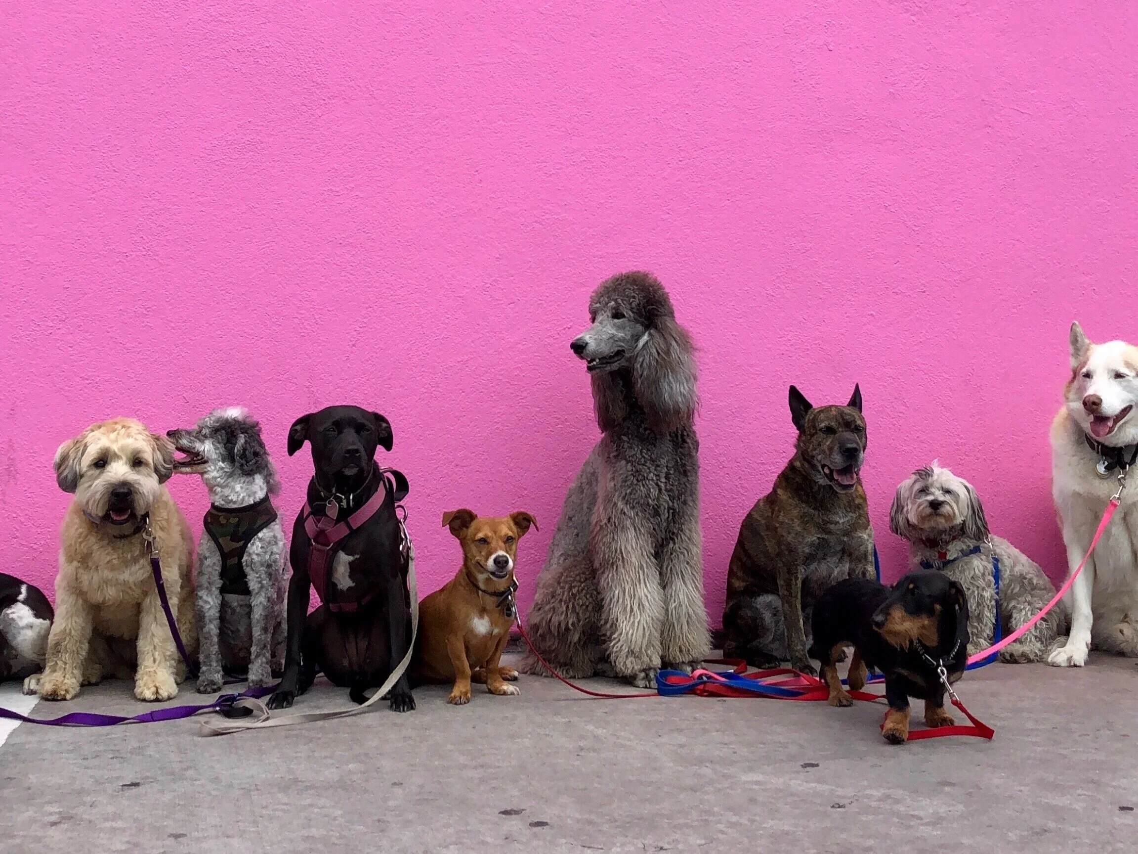 Everything You Need To Know About Getting Your First Service Dog